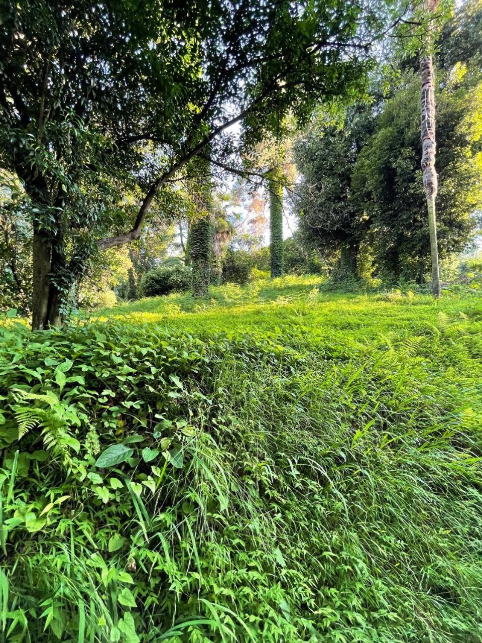 botanical breeze