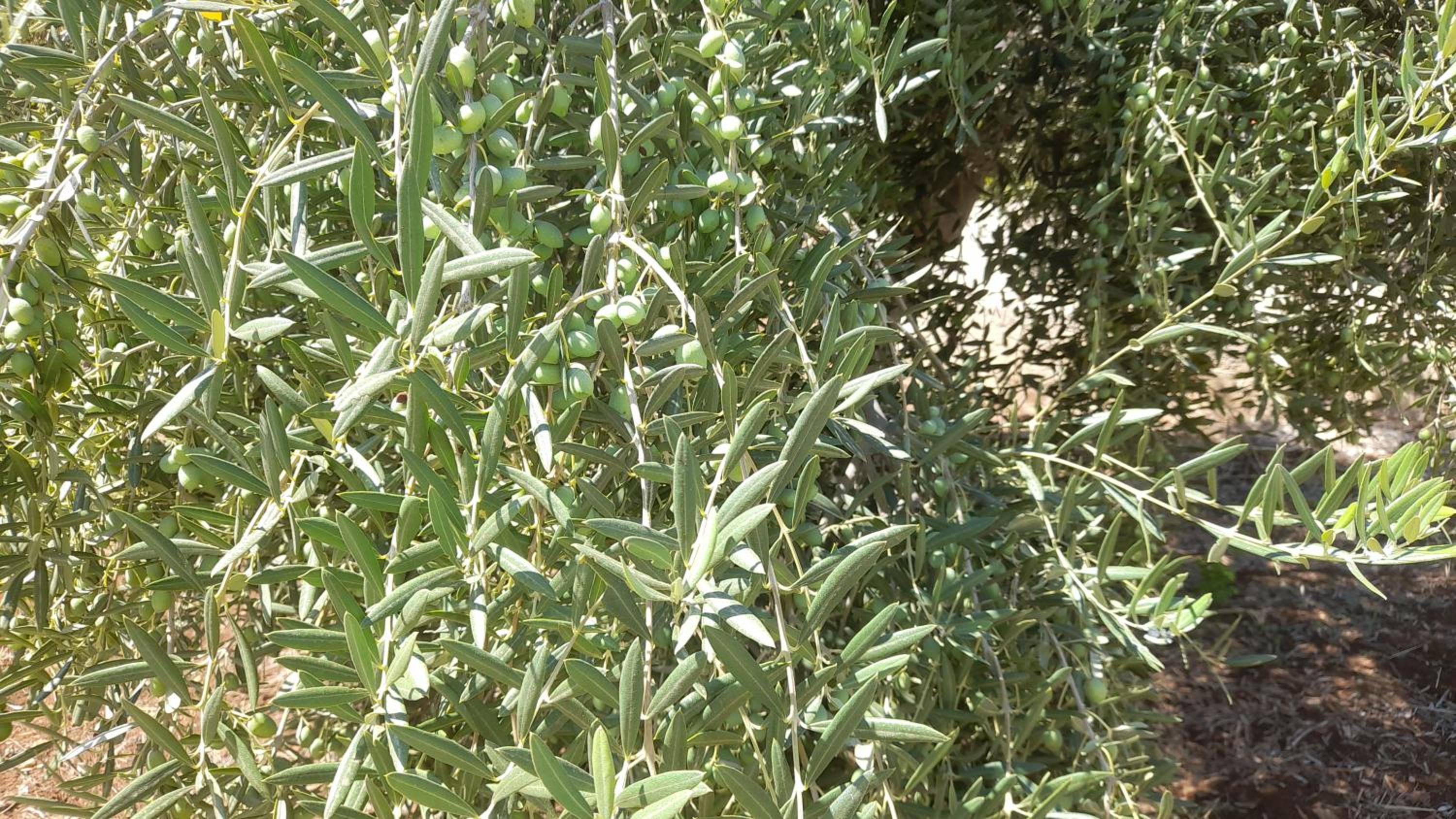 Photo 26