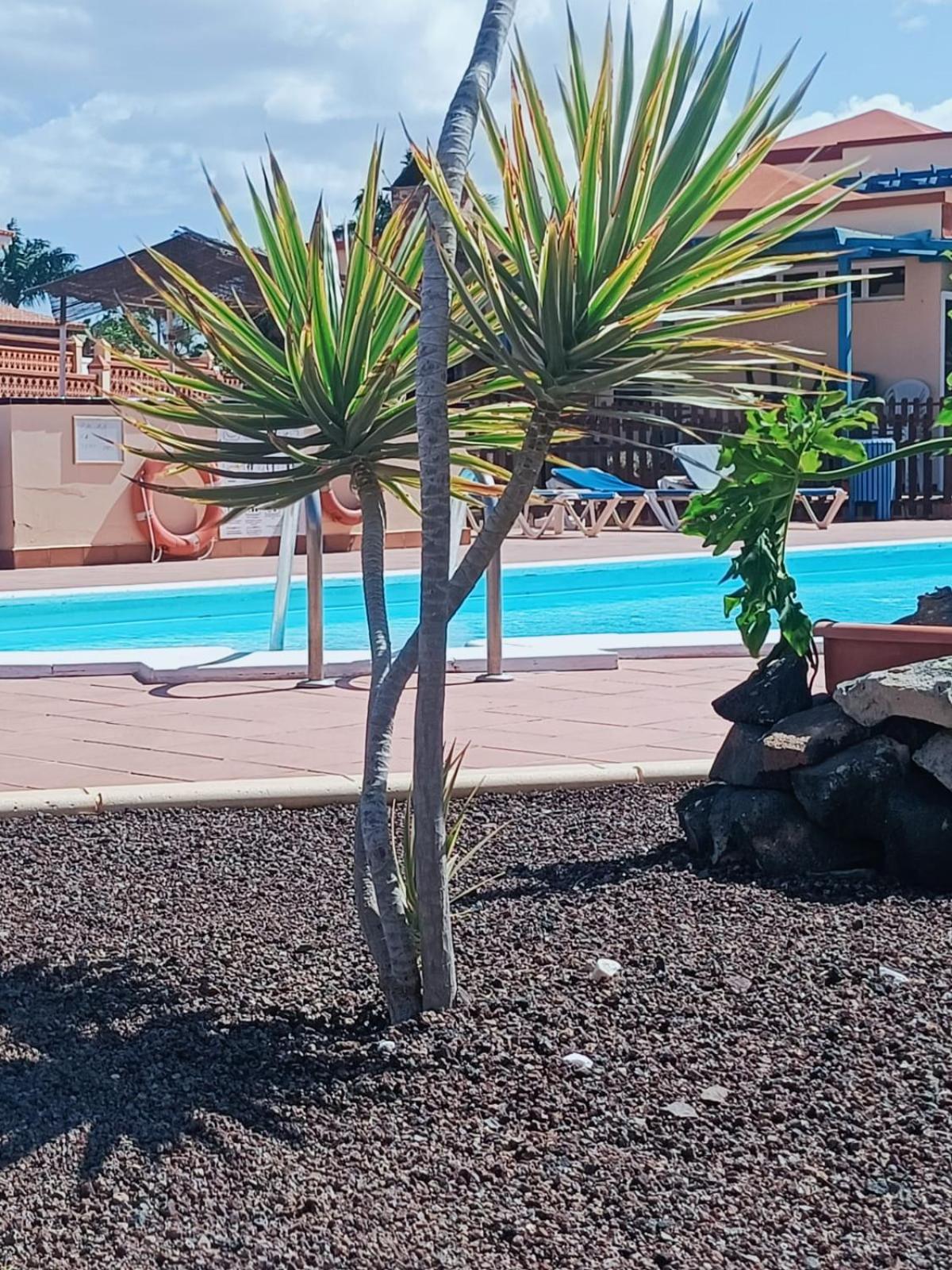 CASA ANITA, pool sea and surf in Corralejo view 2