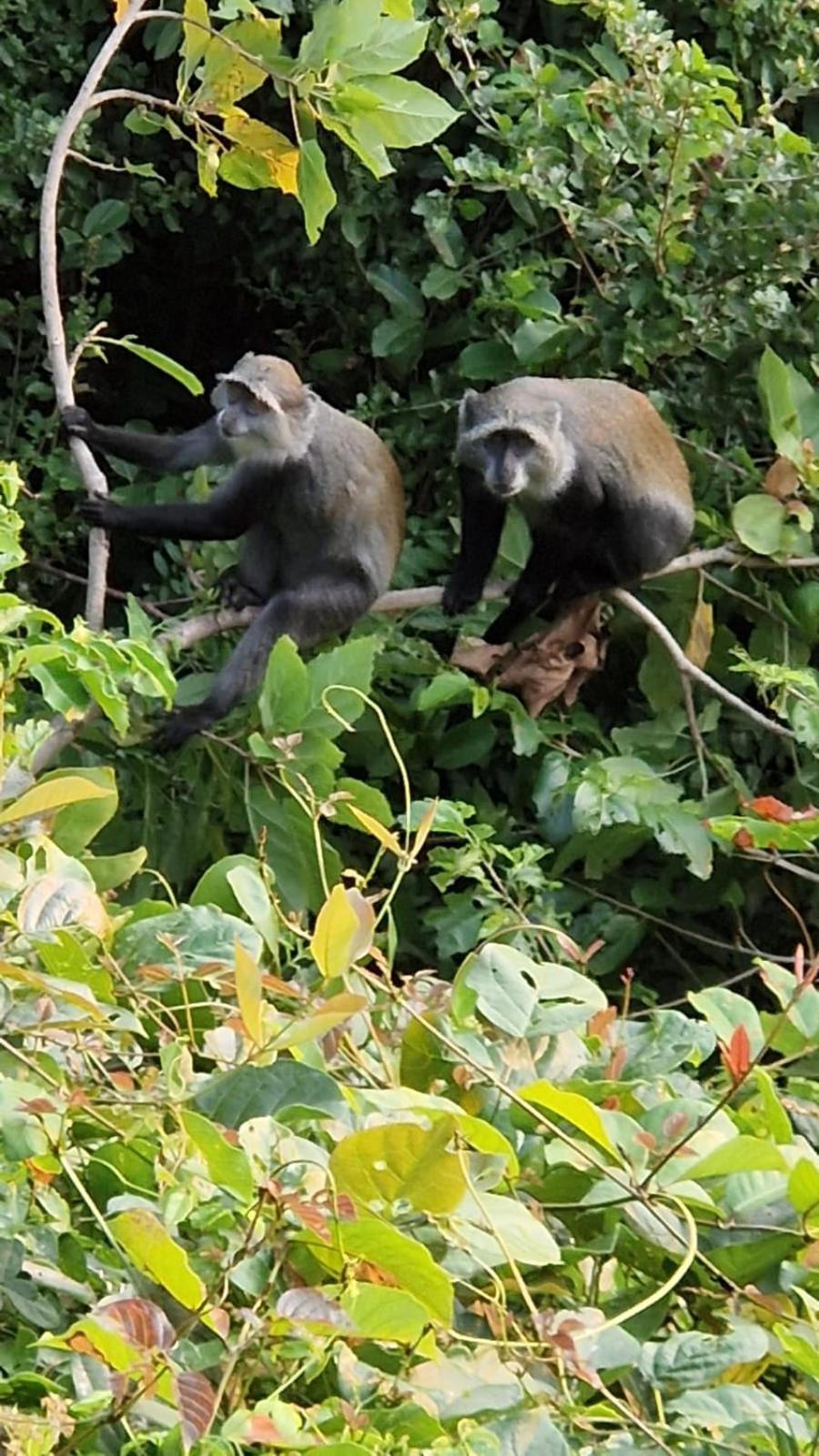 MONKEY MOUNTAIN LODGE
