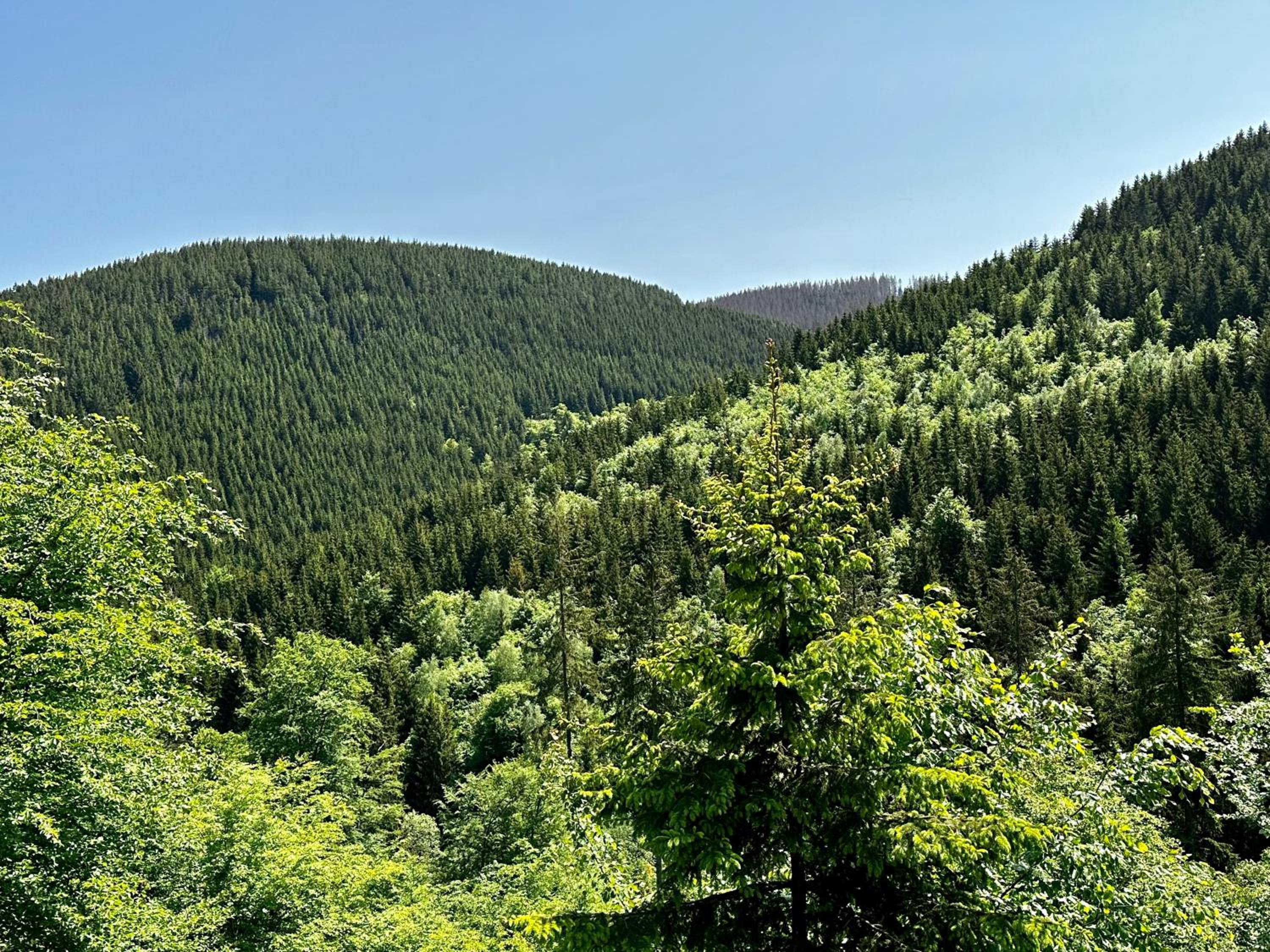 Ferienwohnung Waldgänger Hahnenklee