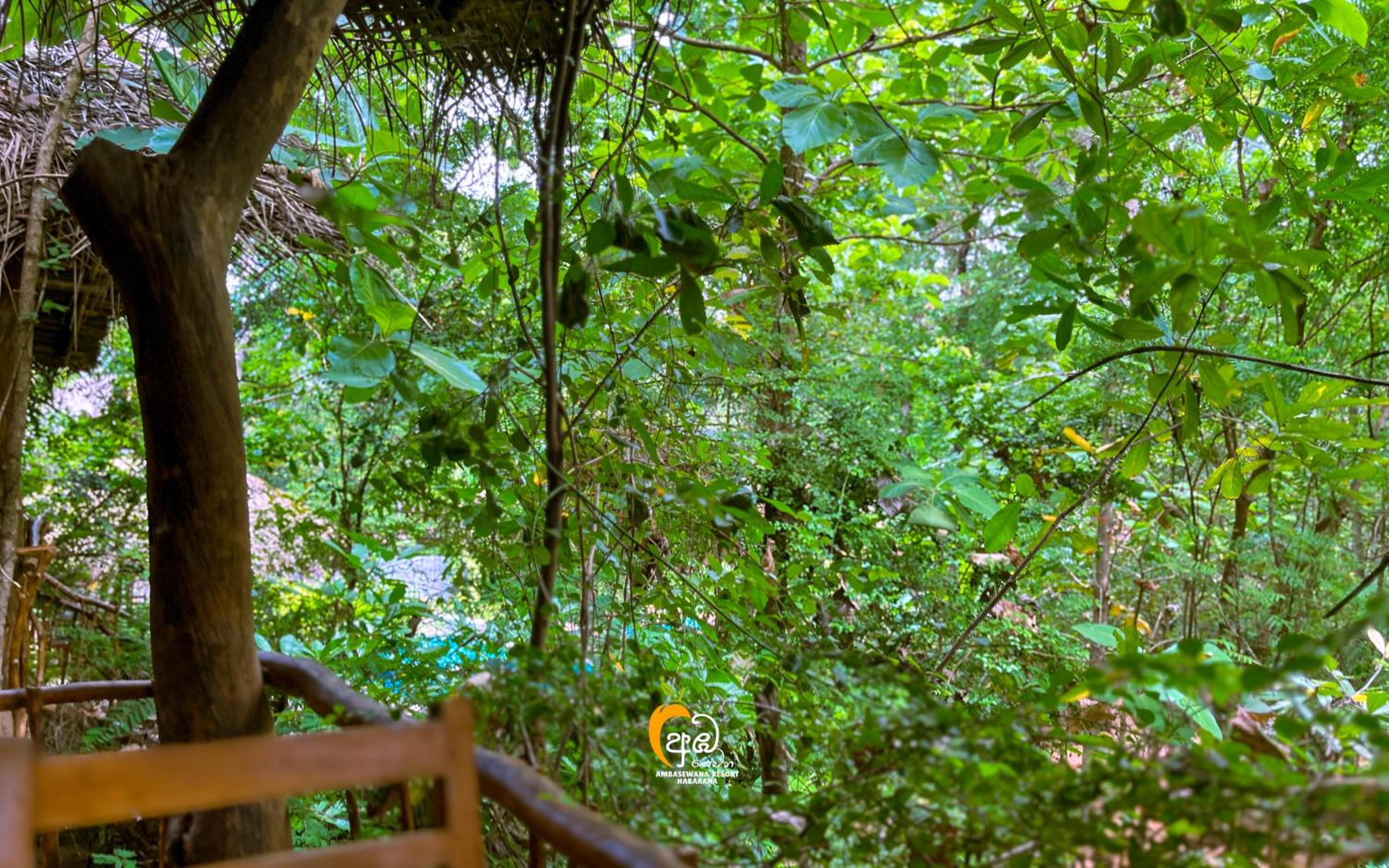 Habarana Tree House Ambasewana Resort