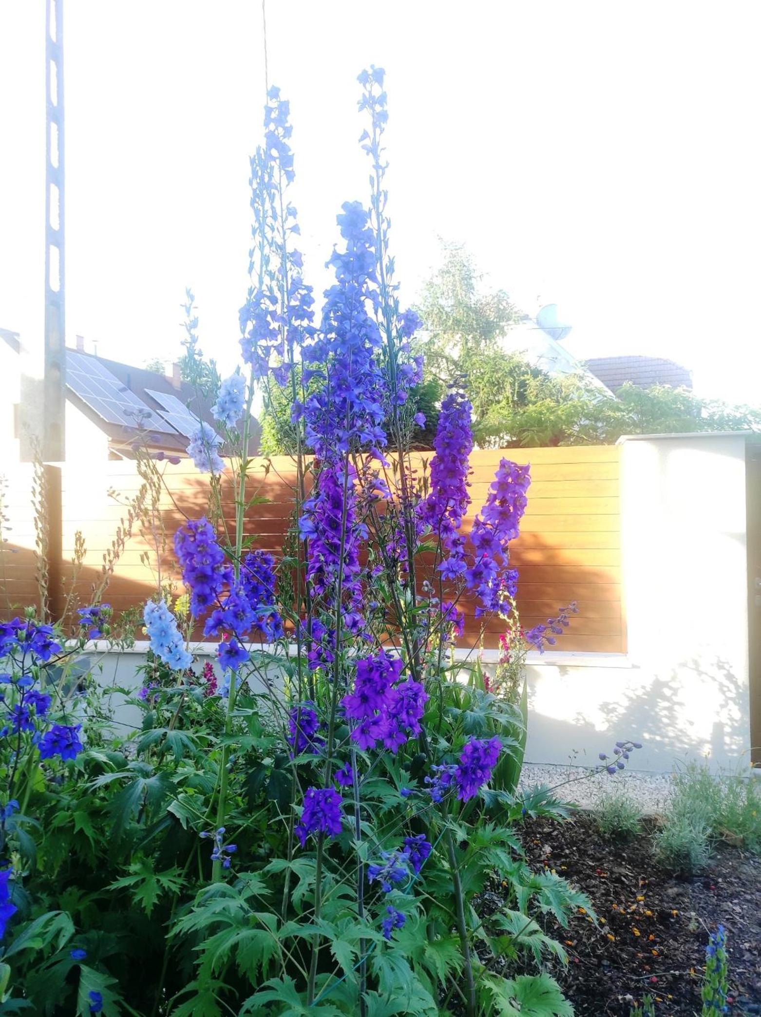 Photo 44