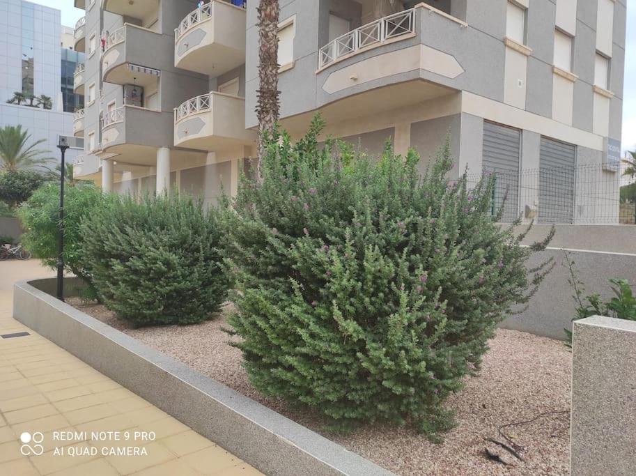 Estrella Apartman en Guardamar
