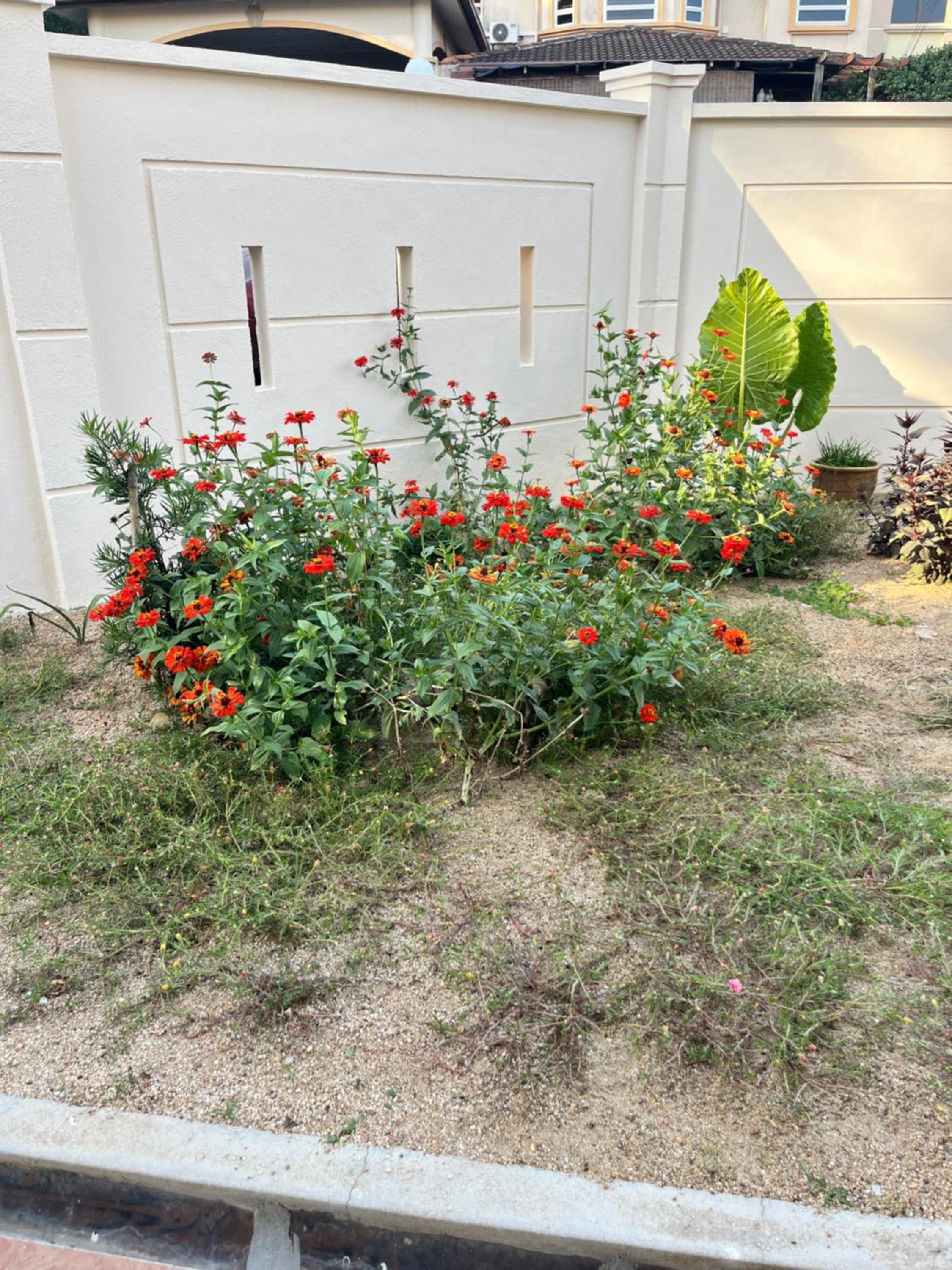 Blossom Hill homestay