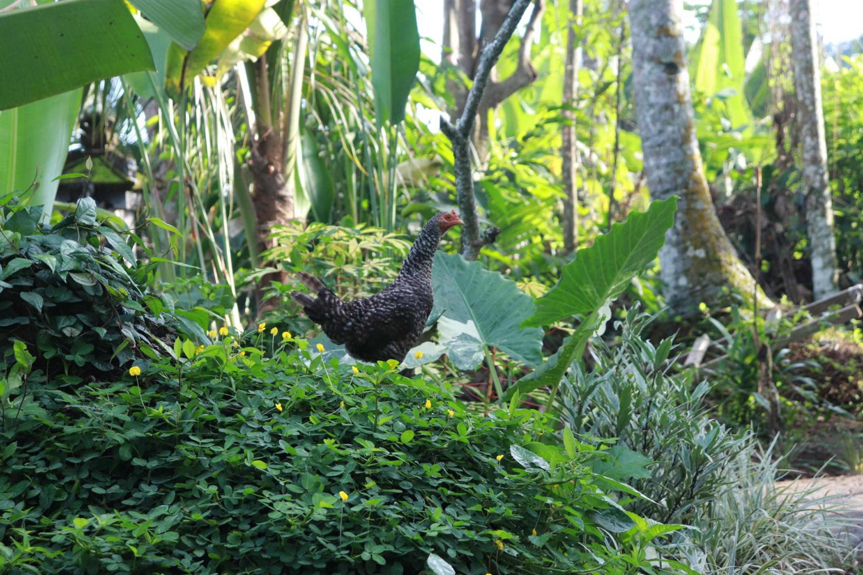 Pondok Kembar Ubud