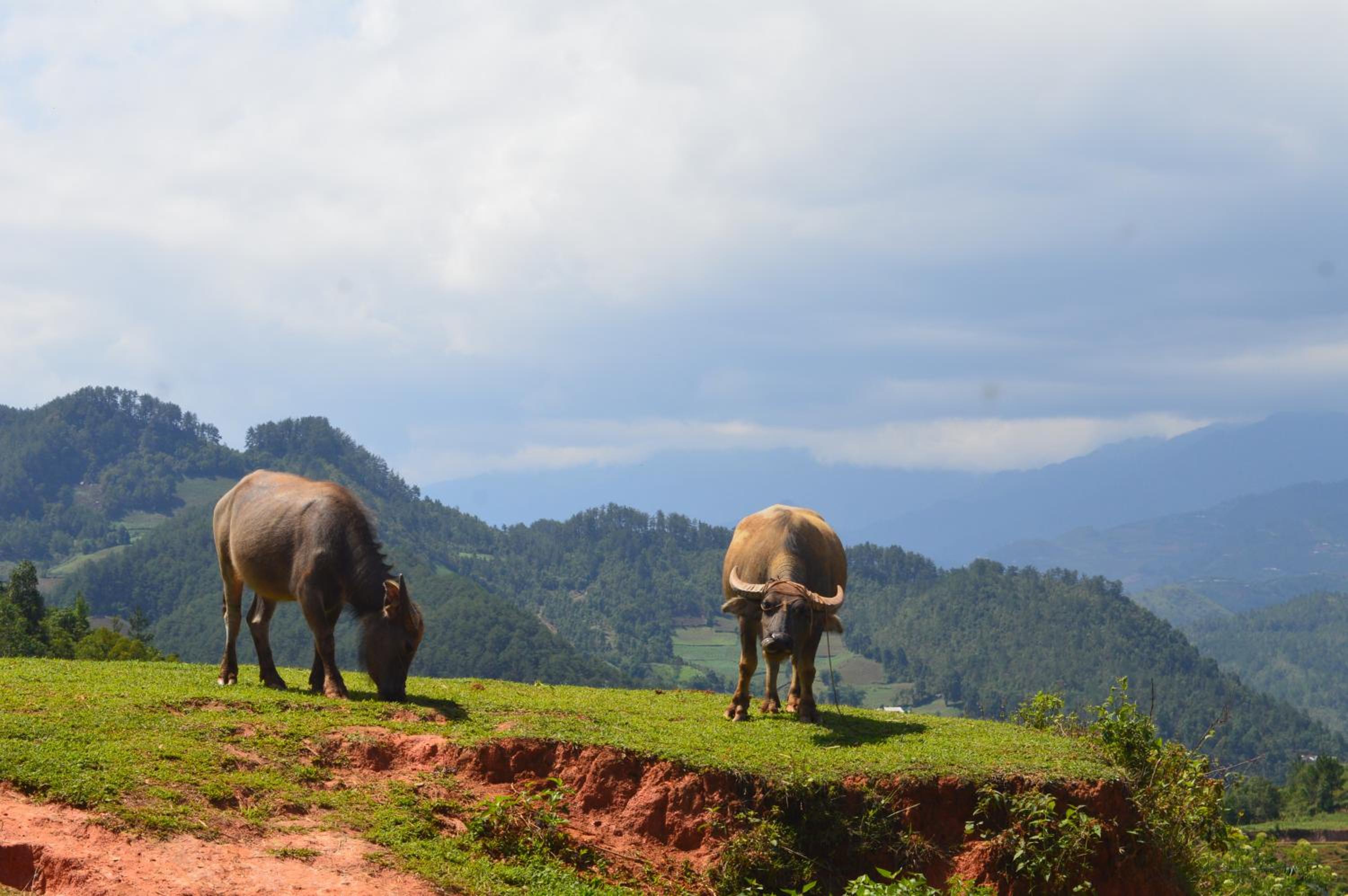 Photo 52