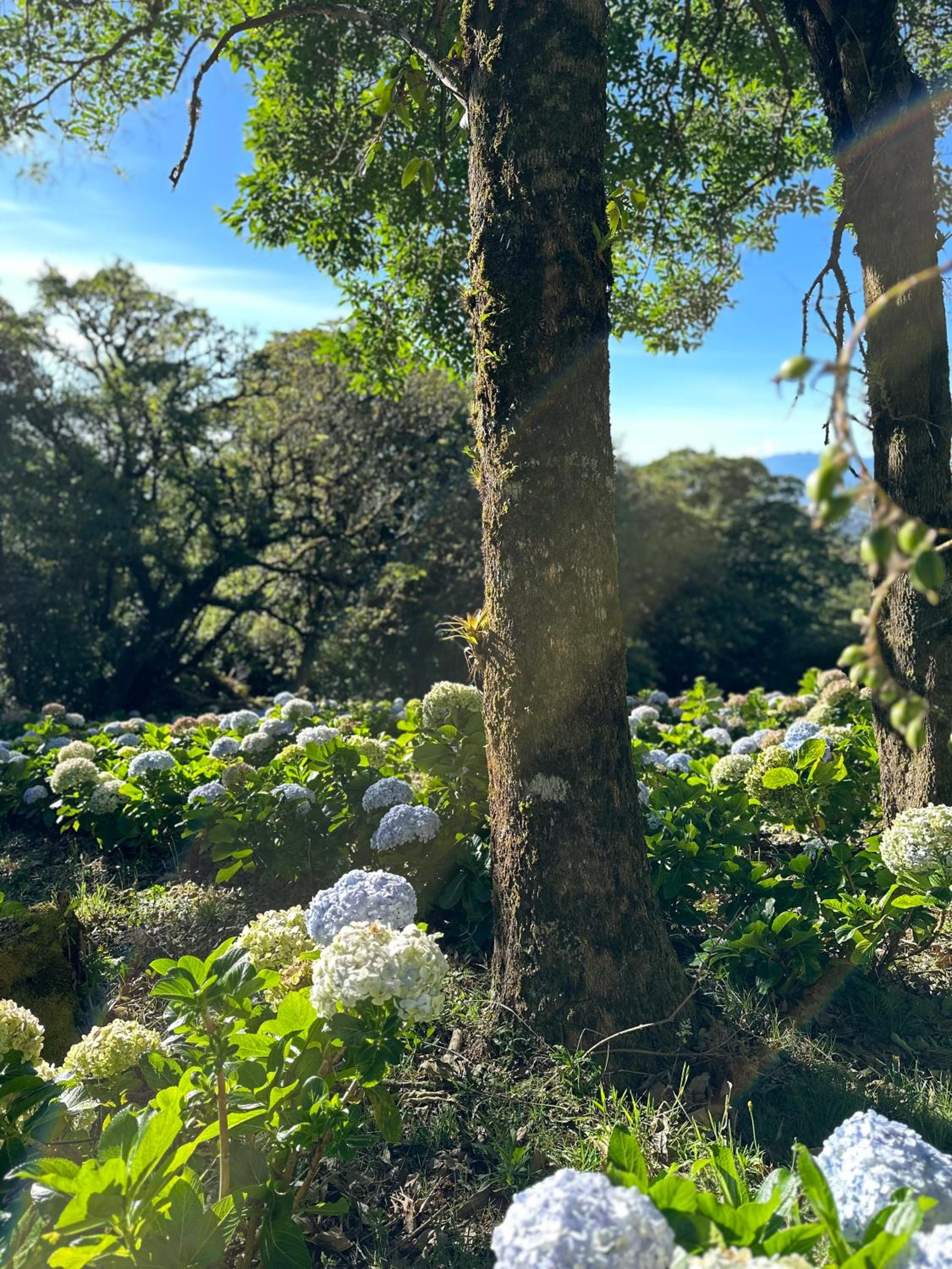 Peaceful Mountain Experience - Coyote House