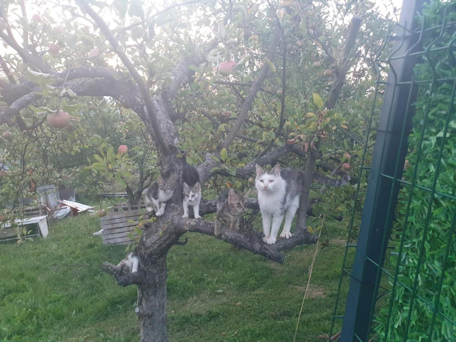 VIKENDICA GARFILD SA BAZENOM i SAUNOM BANJA LUKA