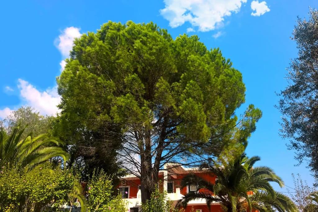 Sea View Apartment in Dassia - Emily photo 5