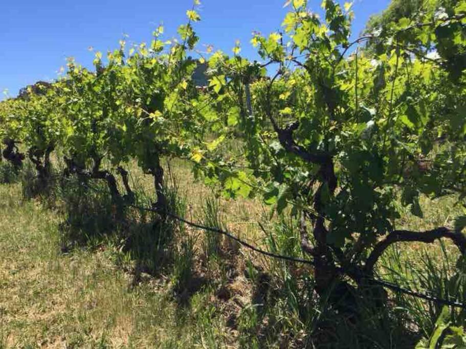 Peaceful 4-Bedroom Vineyard Retreat in Hahndorf