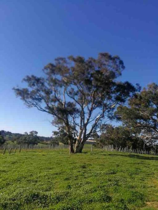 Peaceful 4-Bedroom Vineyard Retreat in Hahndorf