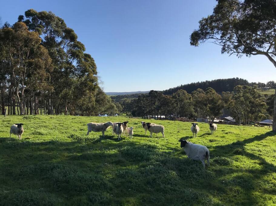 Peaceful 4-Bedroom Vineyard Retreat in Hahndorf