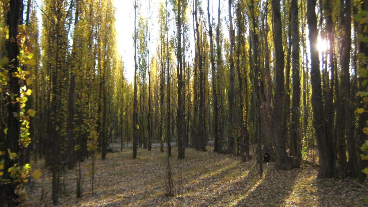 Terrazas En El Bosque Cabañas