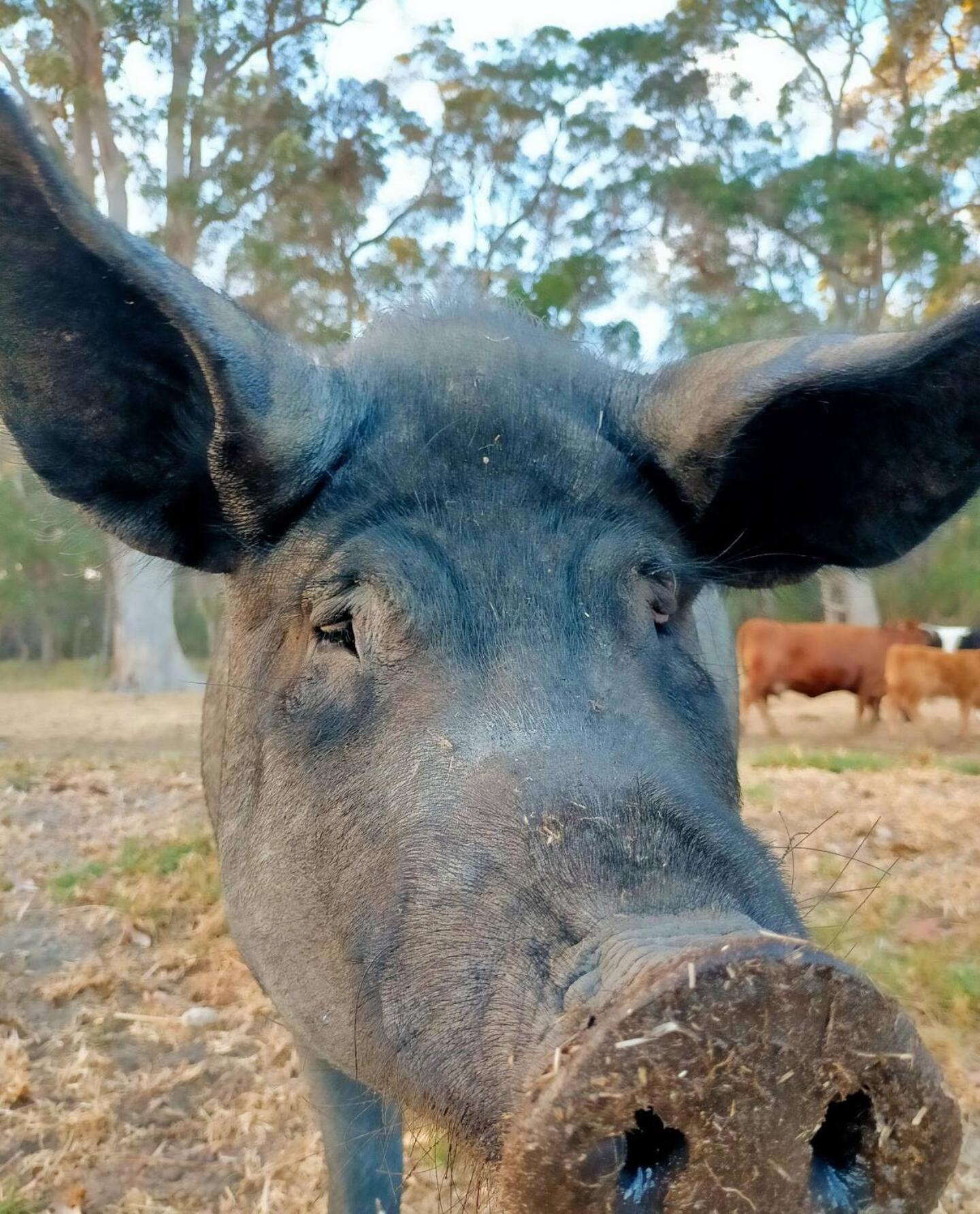 2 bedroom farm stay in Metricup at Qwack's Farm