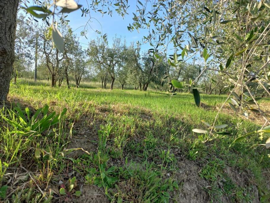 Podere Campanella