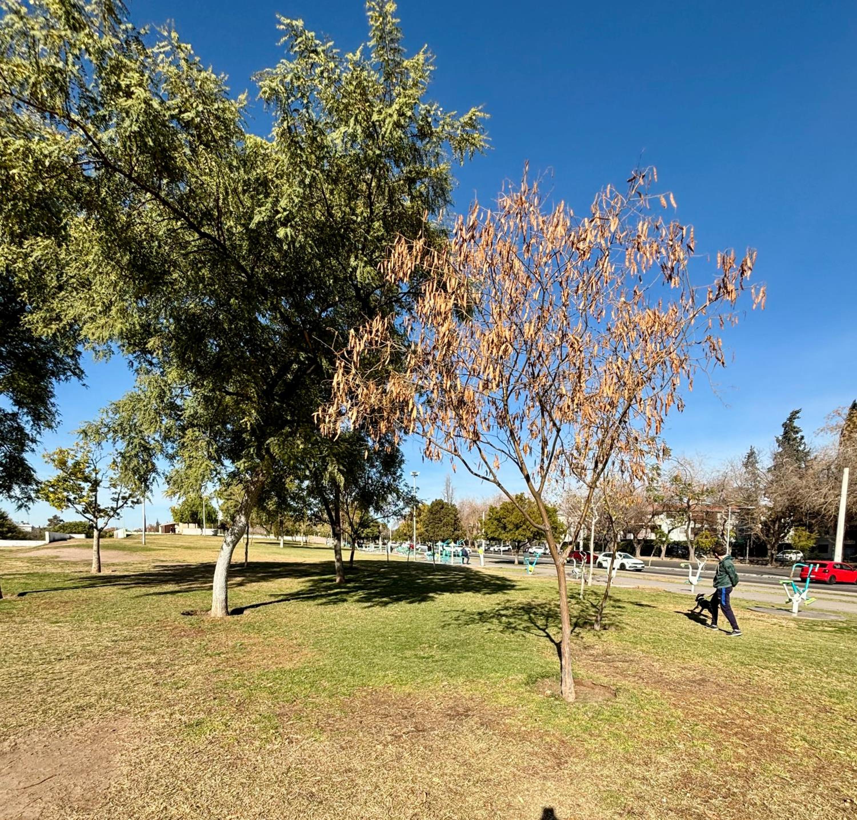 Torres del Parque Central