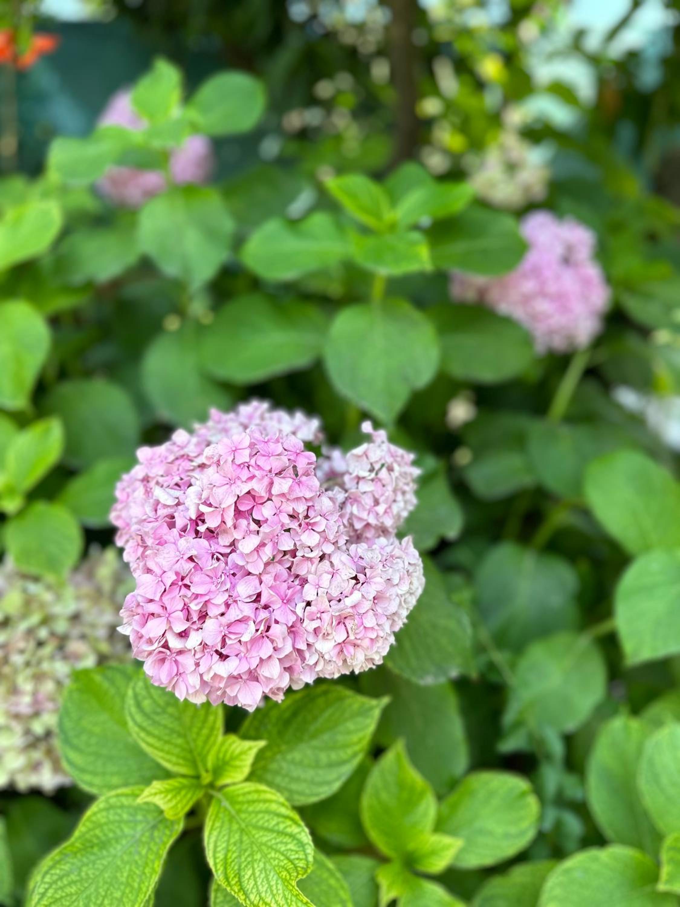Flower's Home