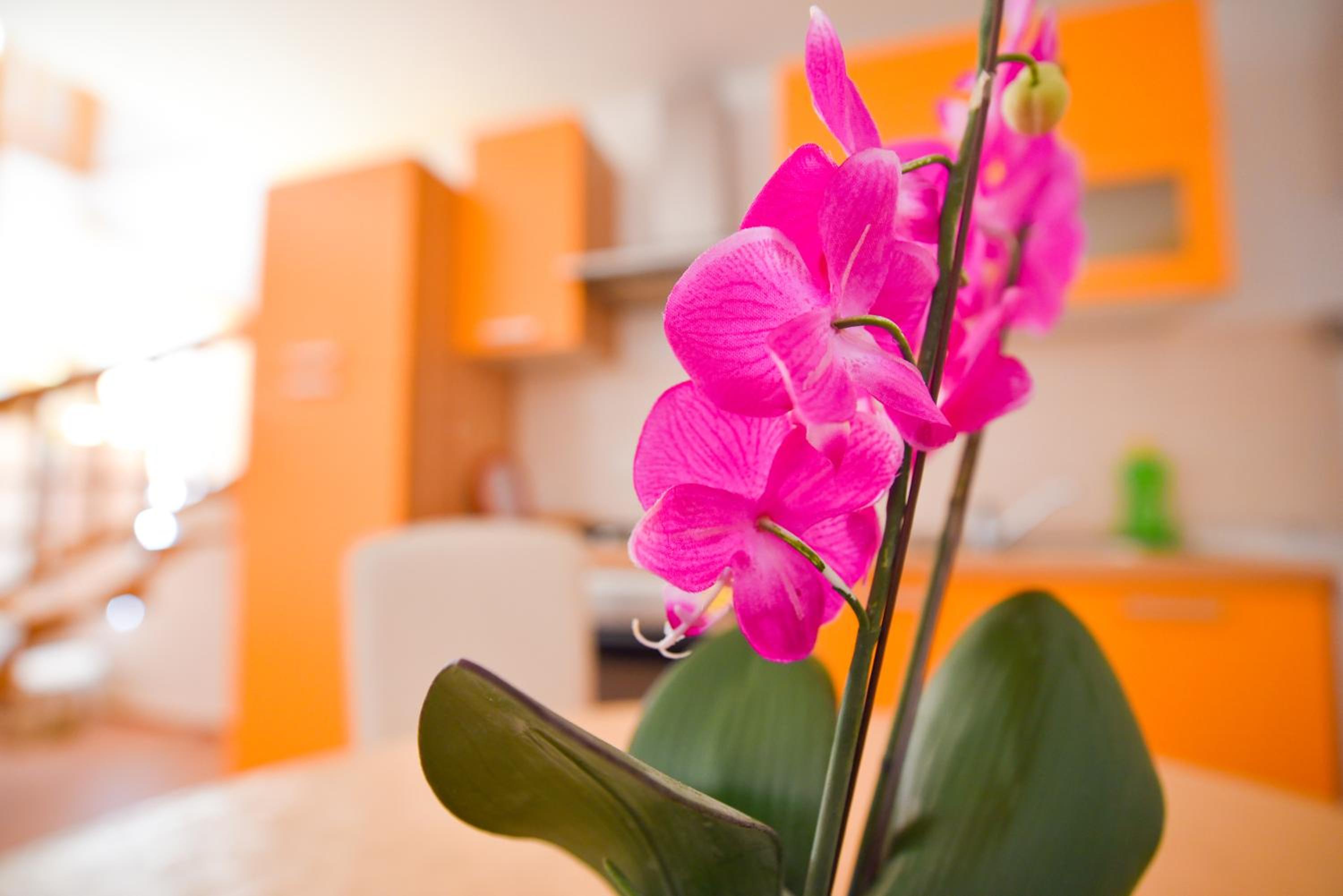 Old Town Apartment - Opatija, Lovran