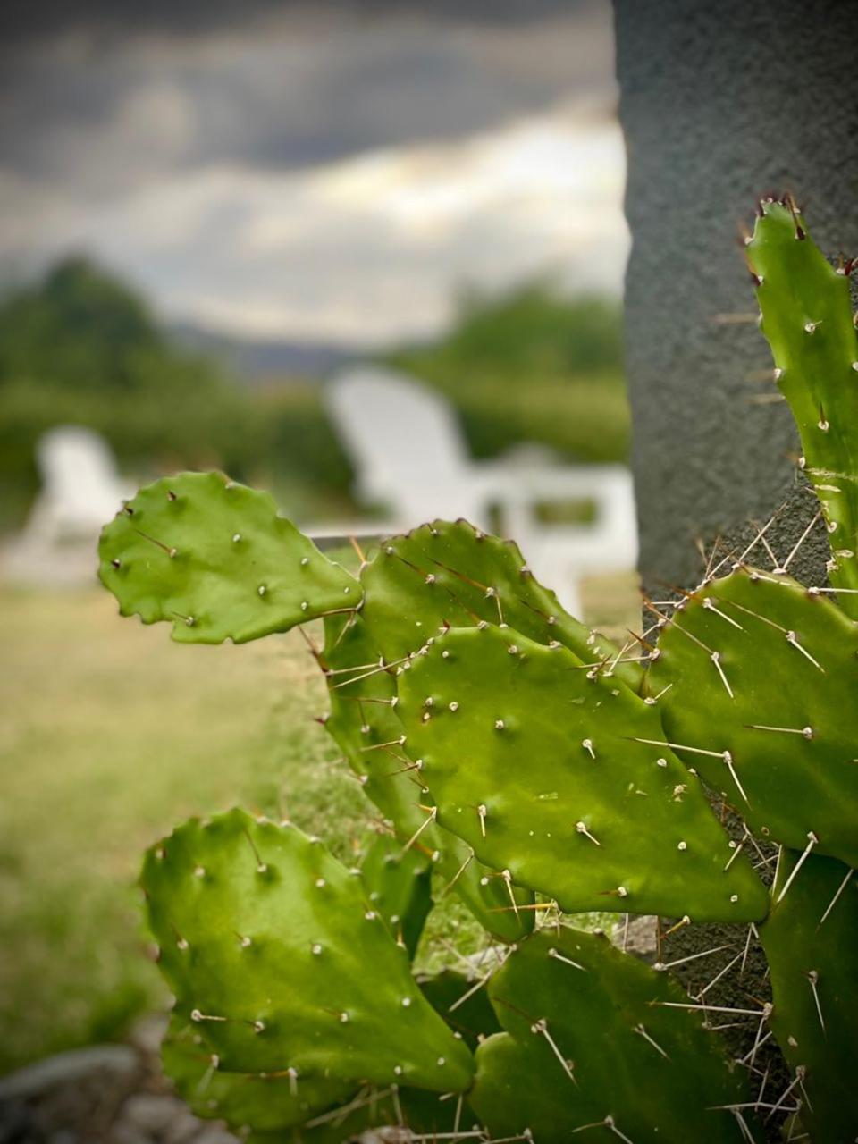 Tierra de Zorros