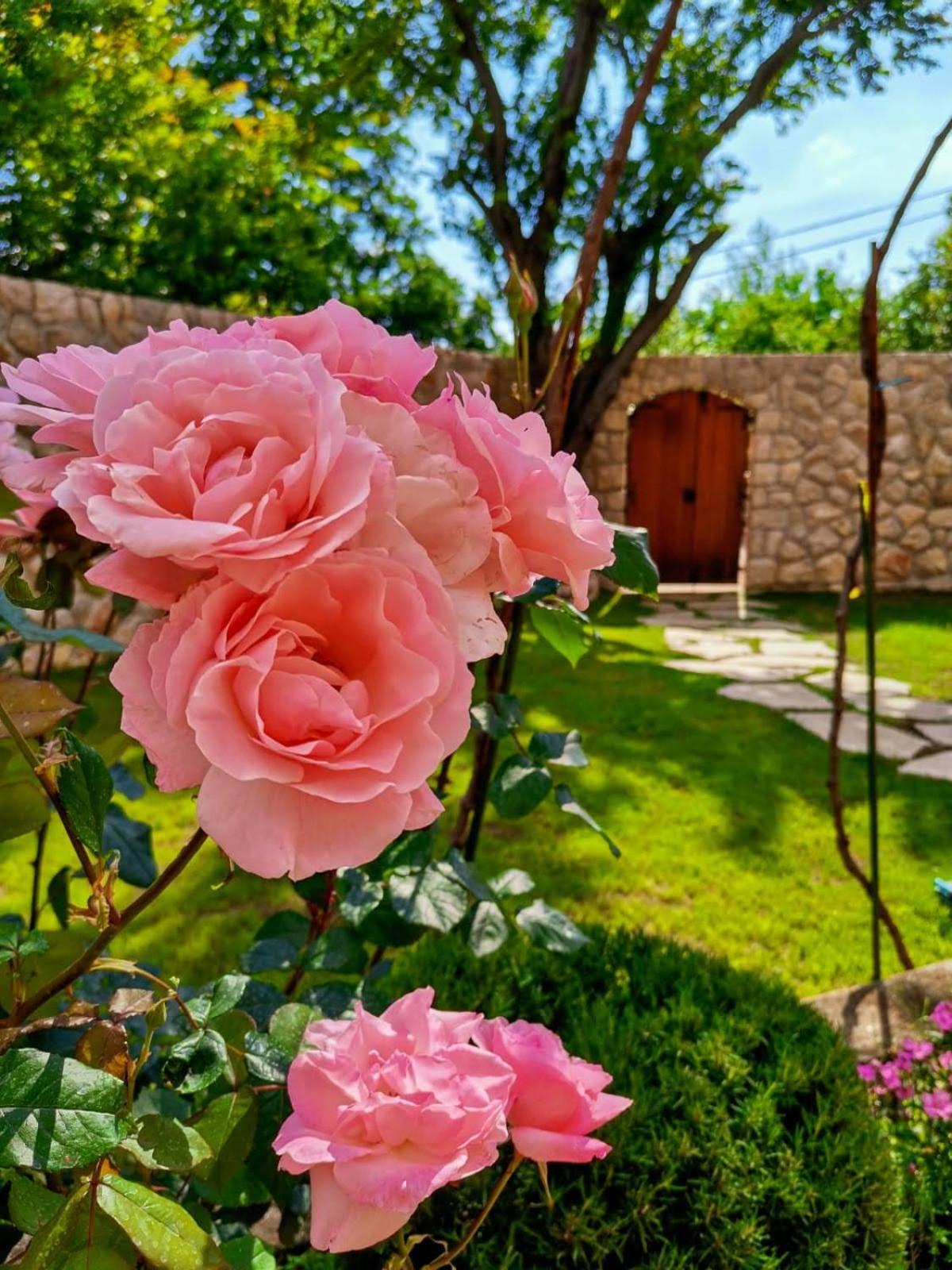 Ciborovi Dvori