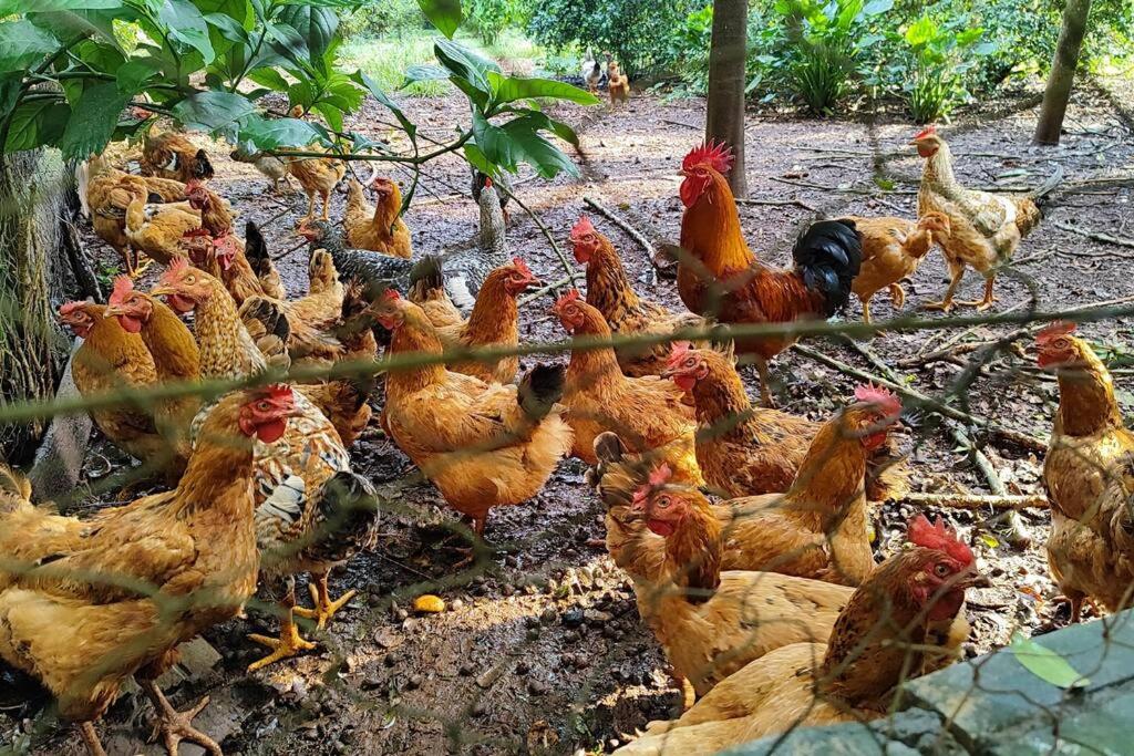 Chácara em meio a natureza