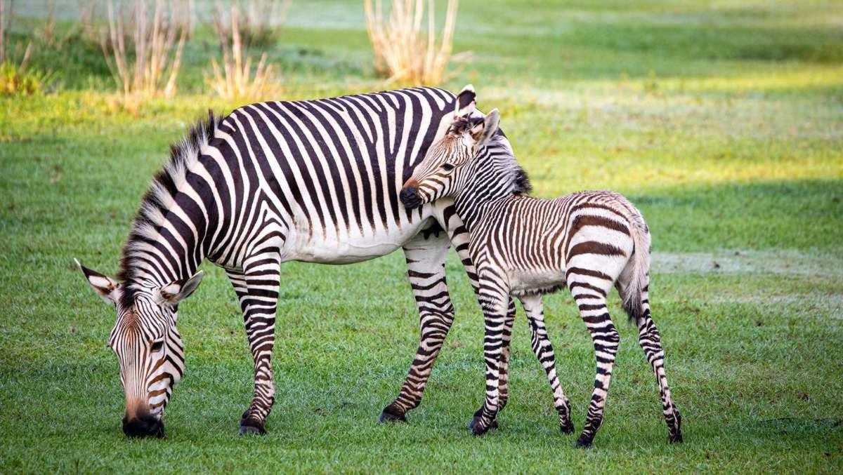 Raha Wildlife Resort