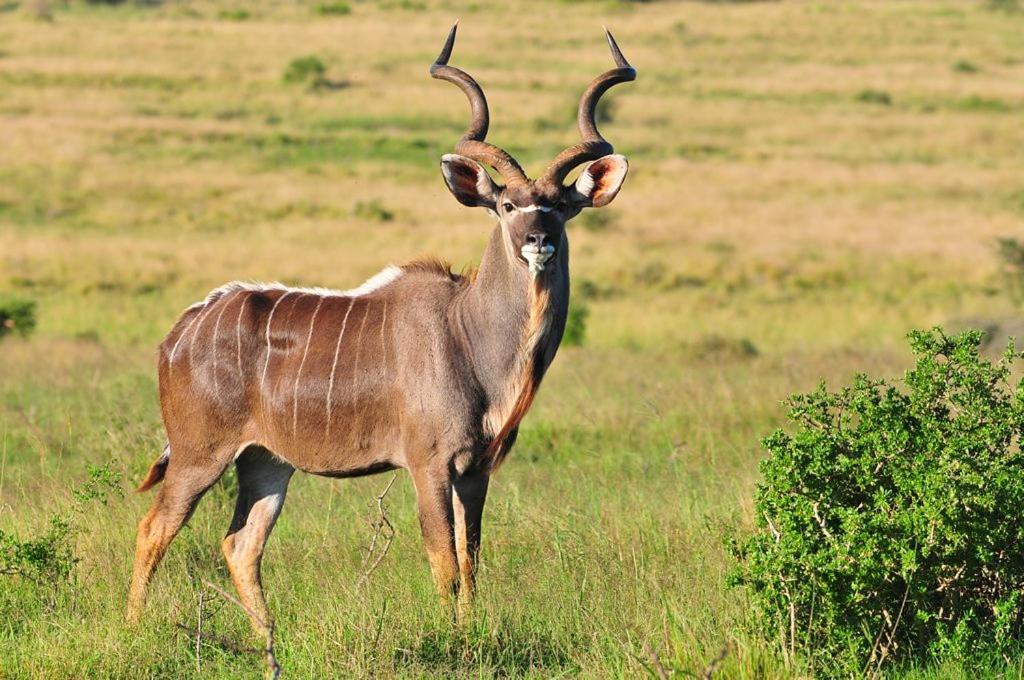 Raha Wildlife Resort