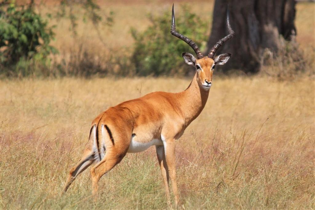 Raha Wildlife Resort