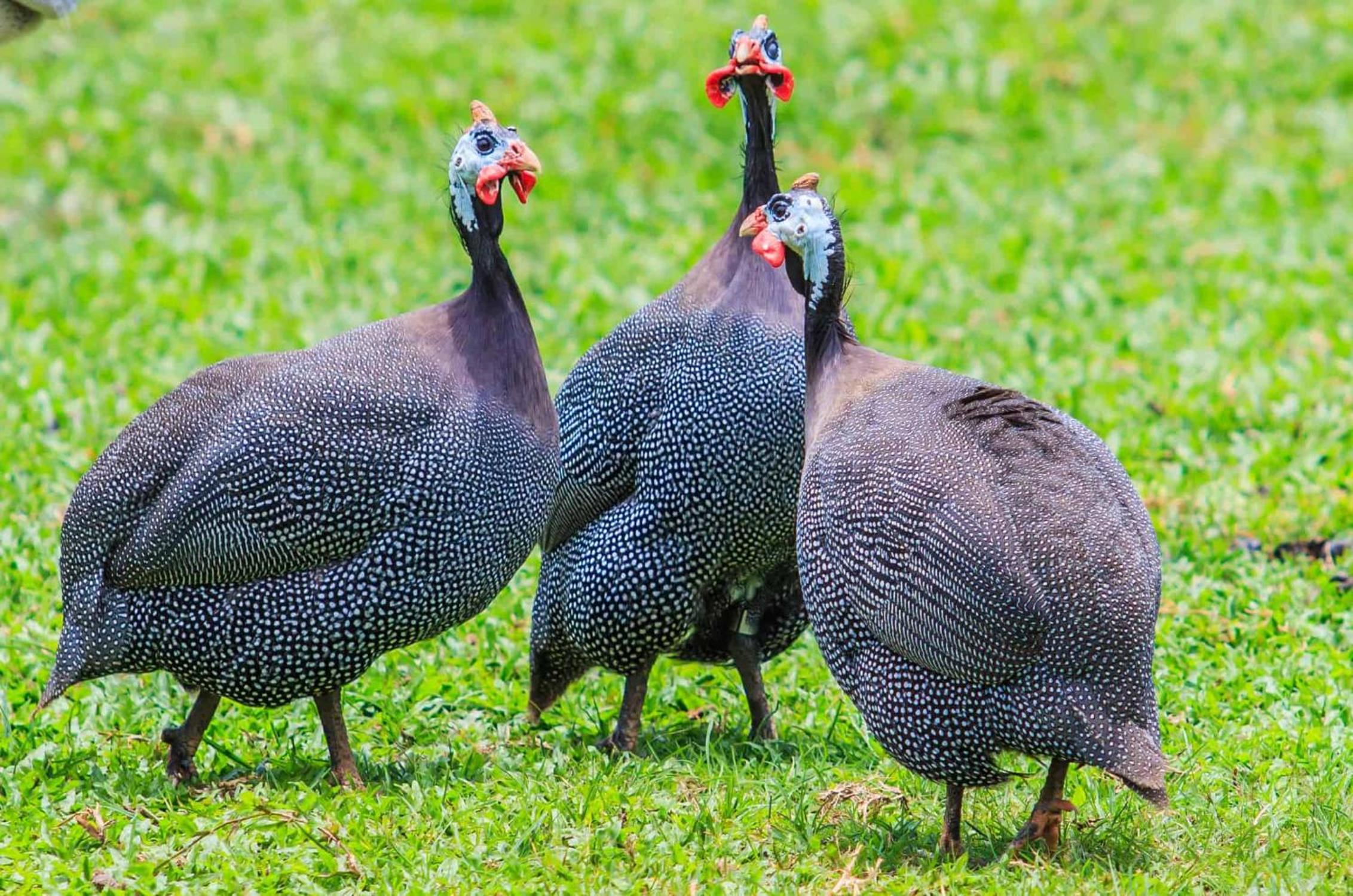 Raha Wildlife Resort