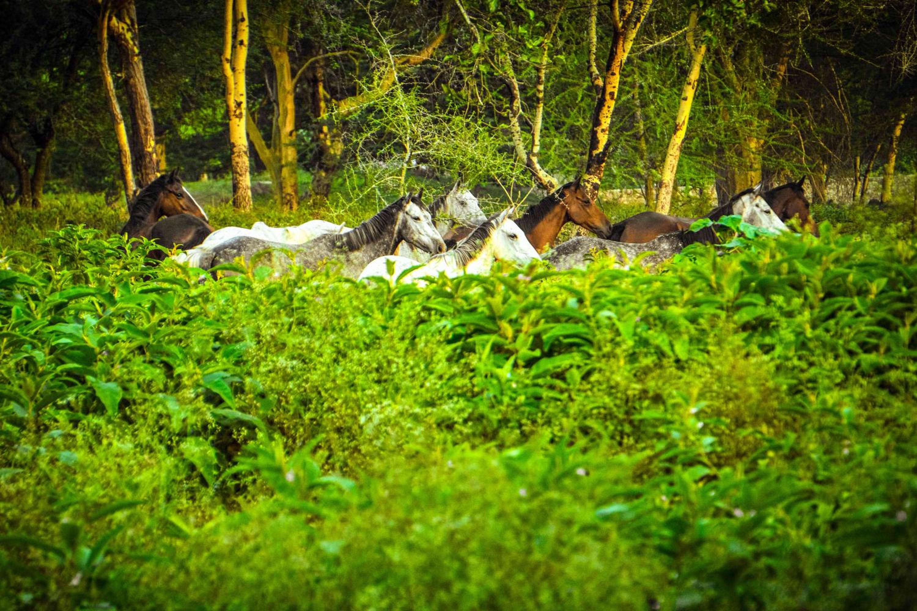 Raha Wildlife Resort