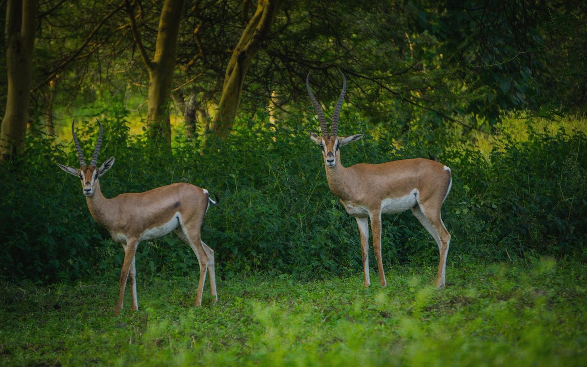 Raha Wildlife Resort