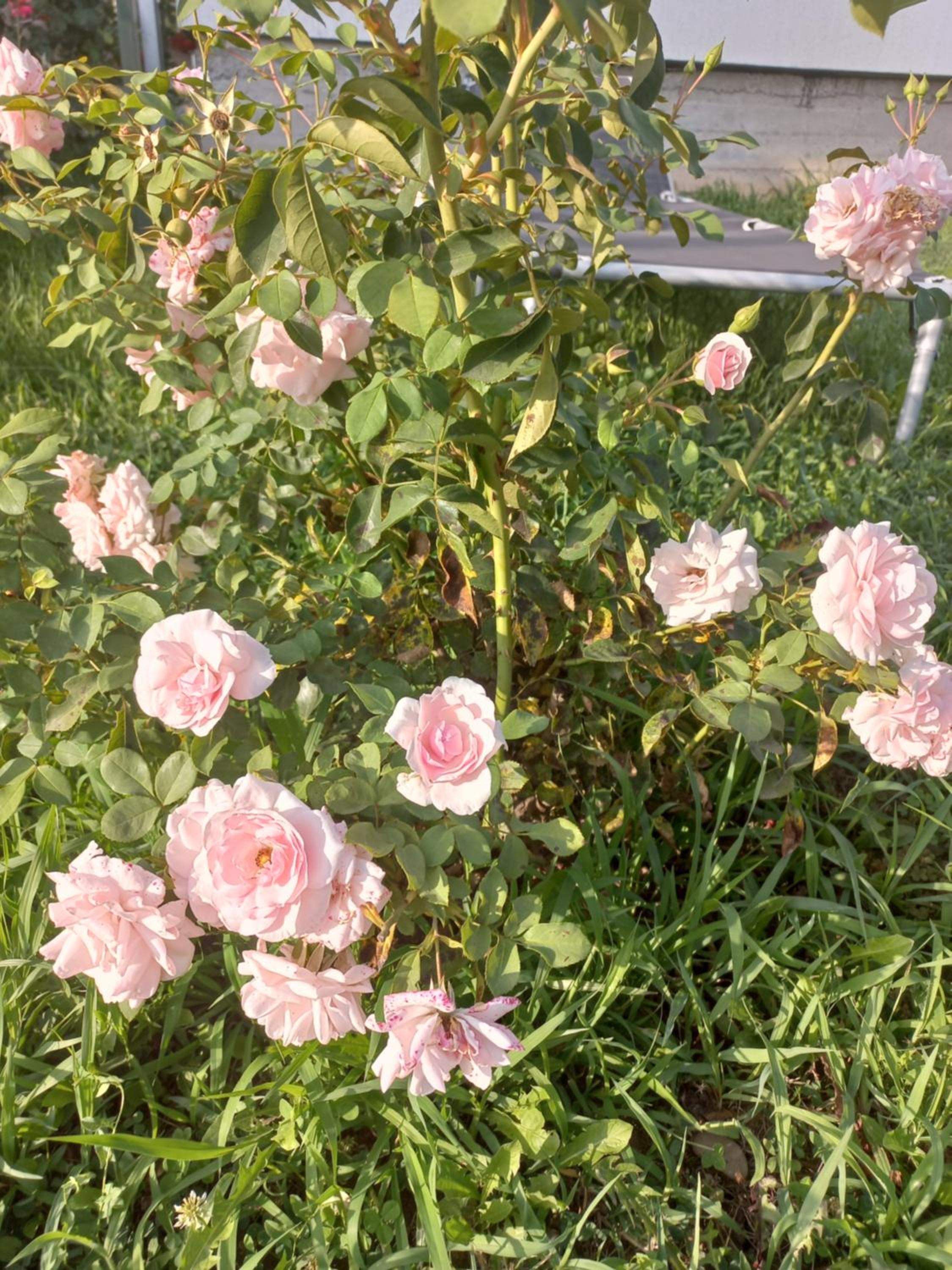 Photo 38