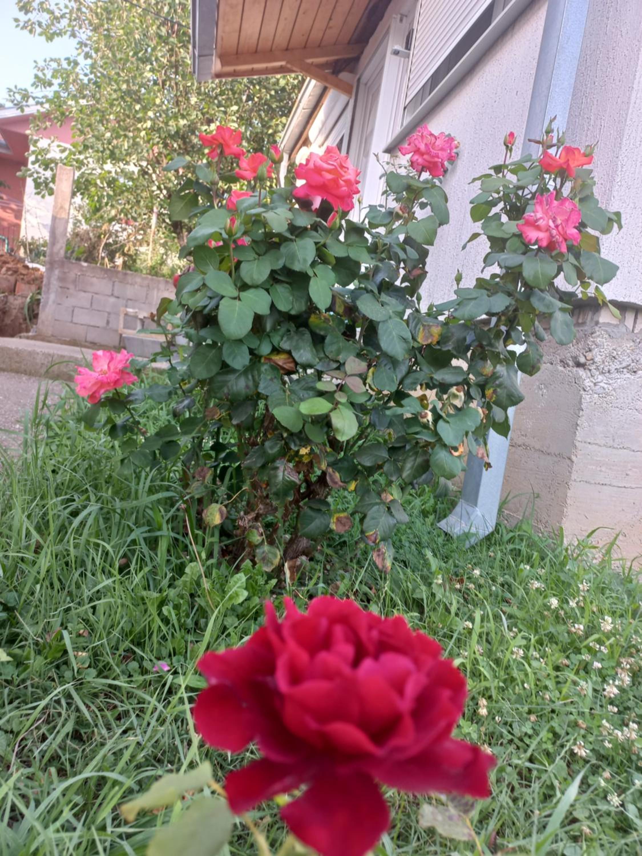Photo 40