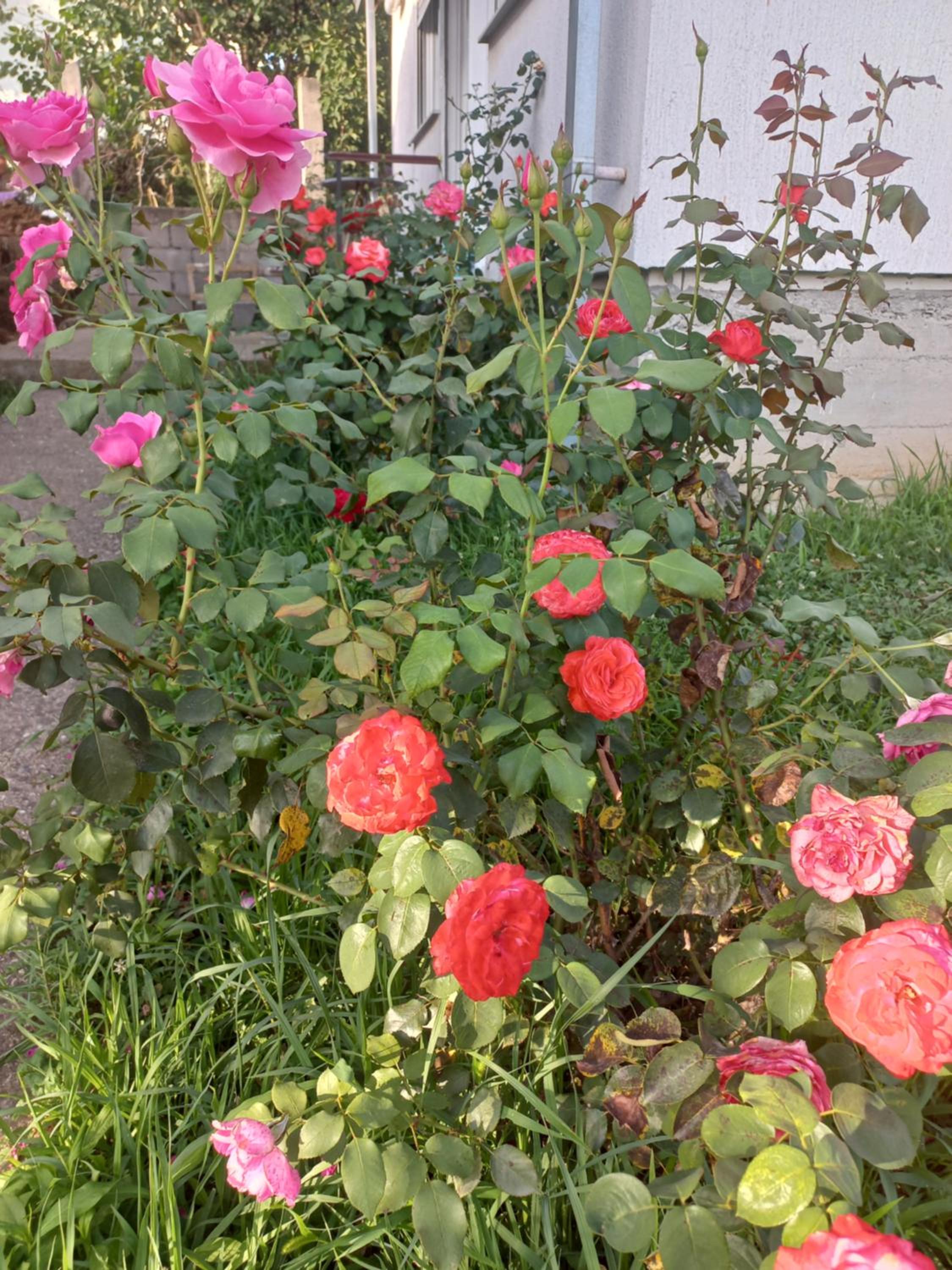 Photo 37