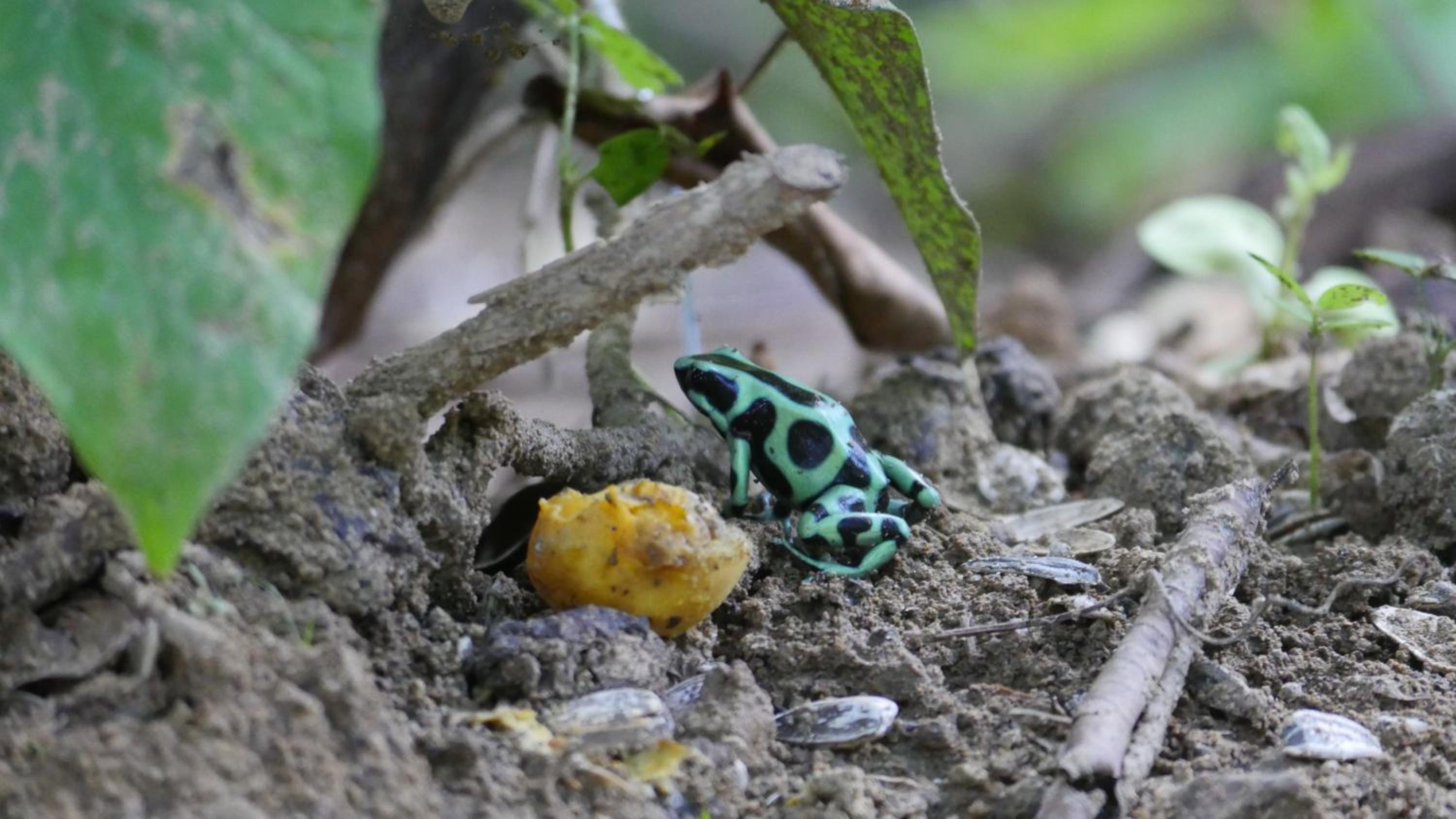 Costa Rica Caribbean Coast Vacations - Colina Secreta - Glamping and Villas - Property Image 33