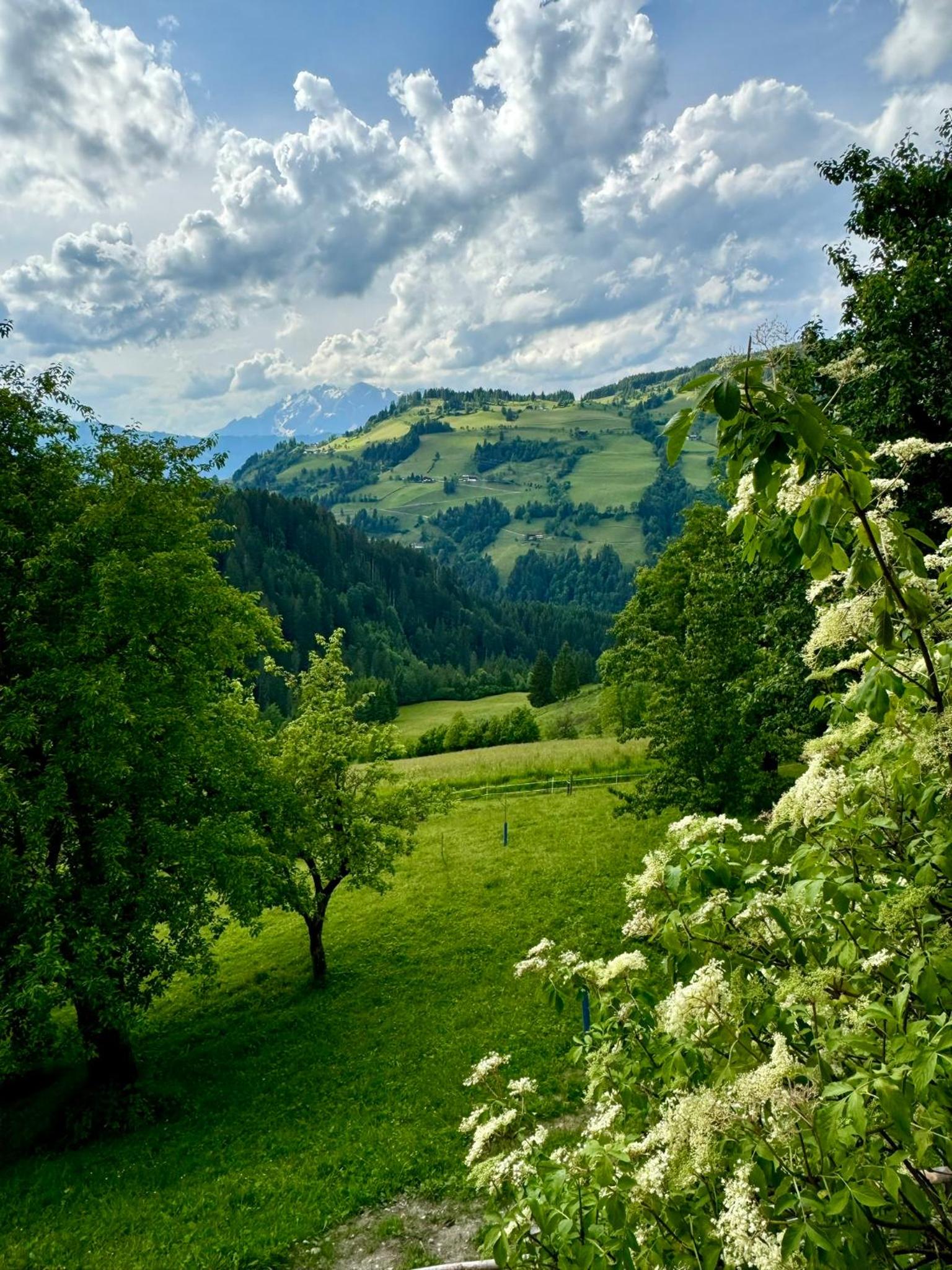 Hallmoosgut