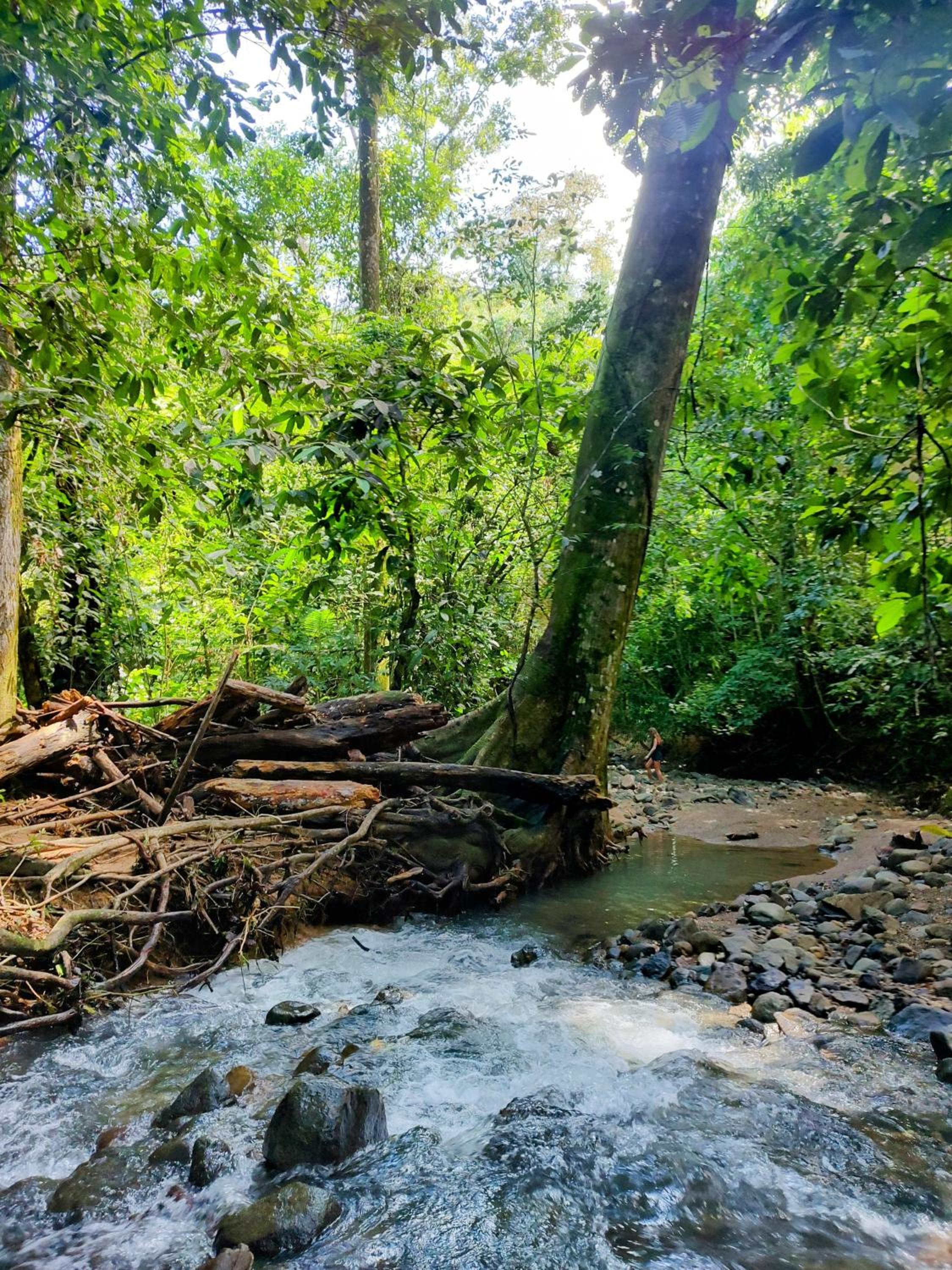 Cool Waters Jungle Camping