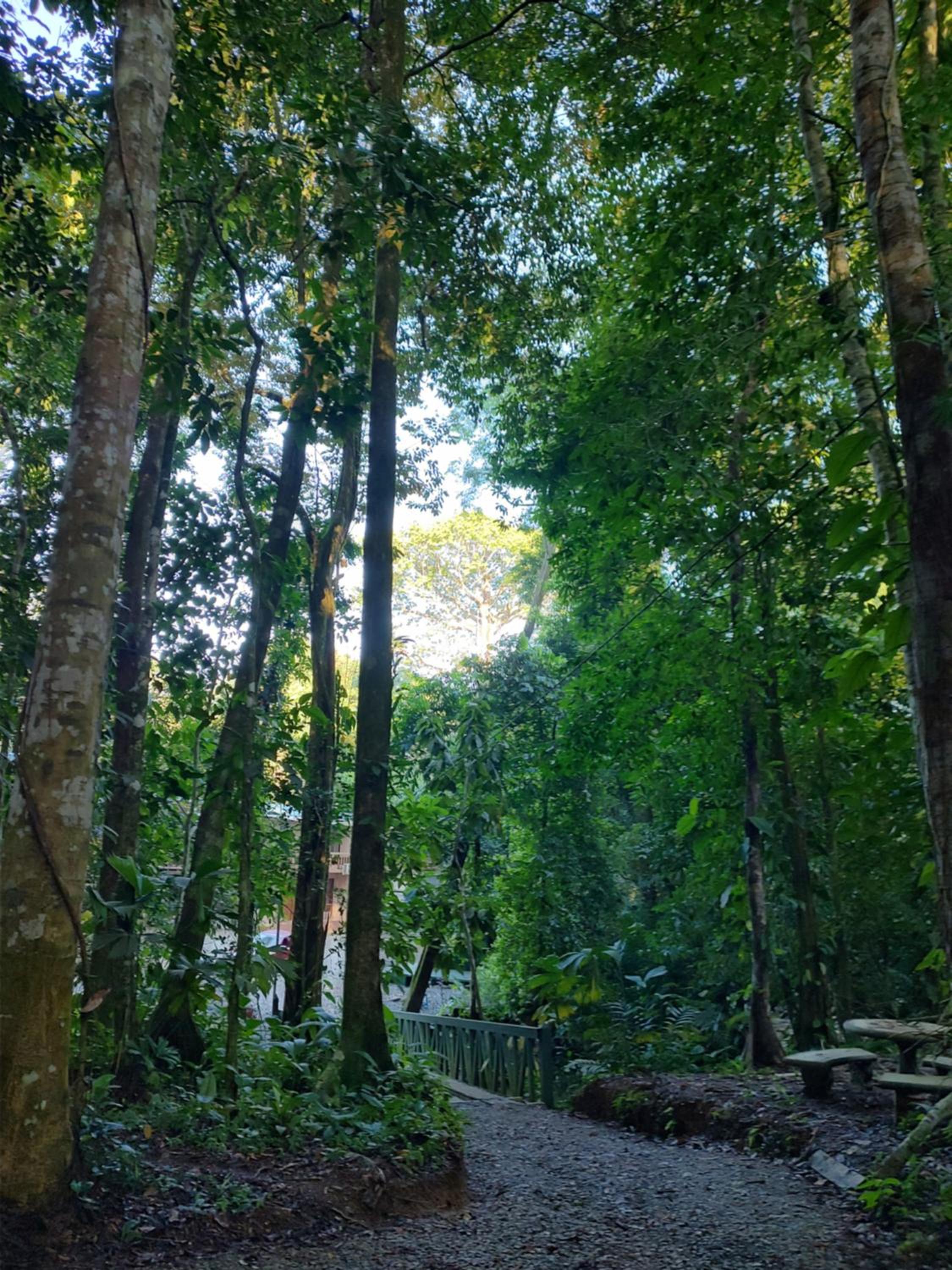 Cool Waters Jungle Camping
