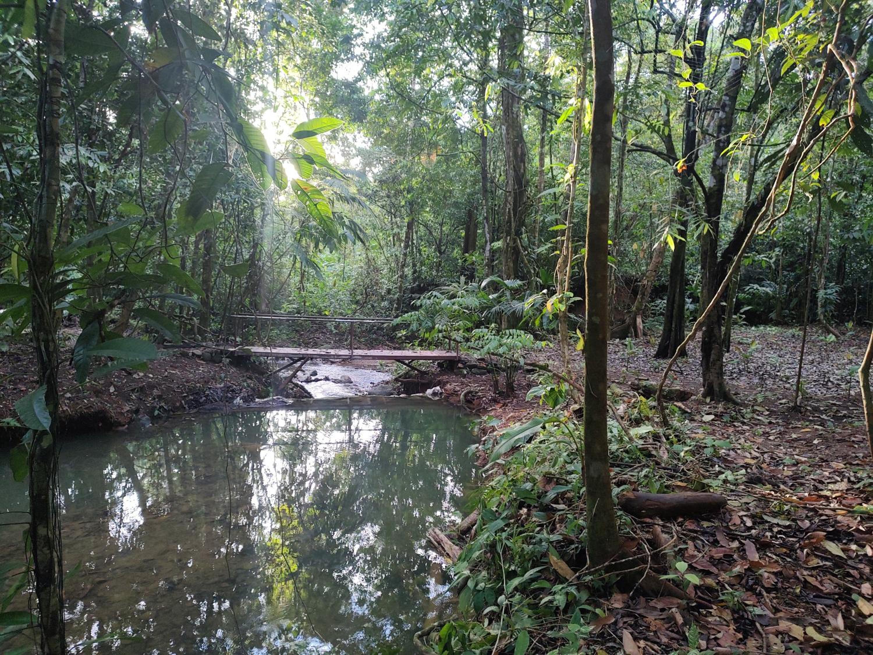 Cool Waters Jungle Camping