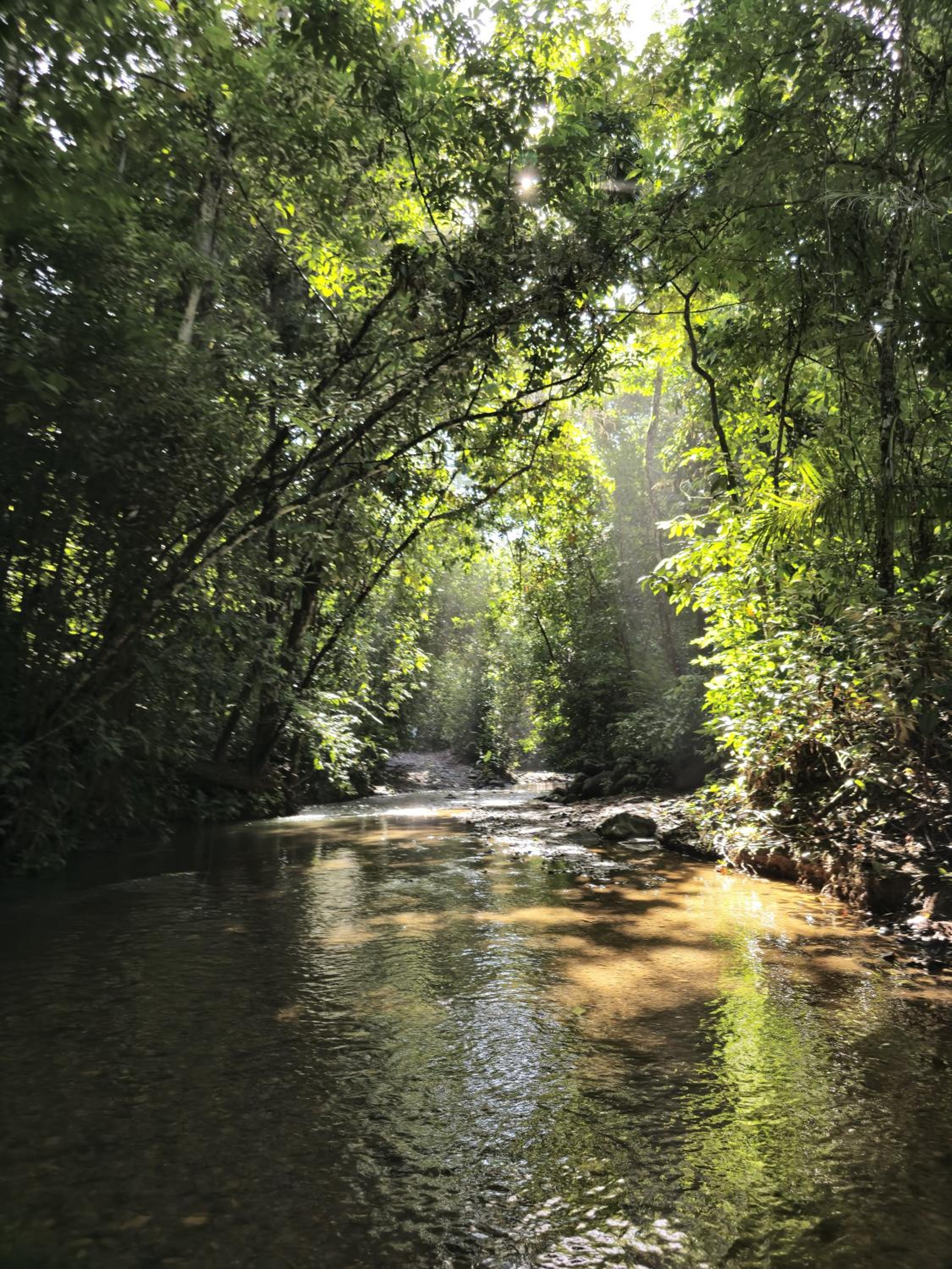 Cool Waters Jungle Camping