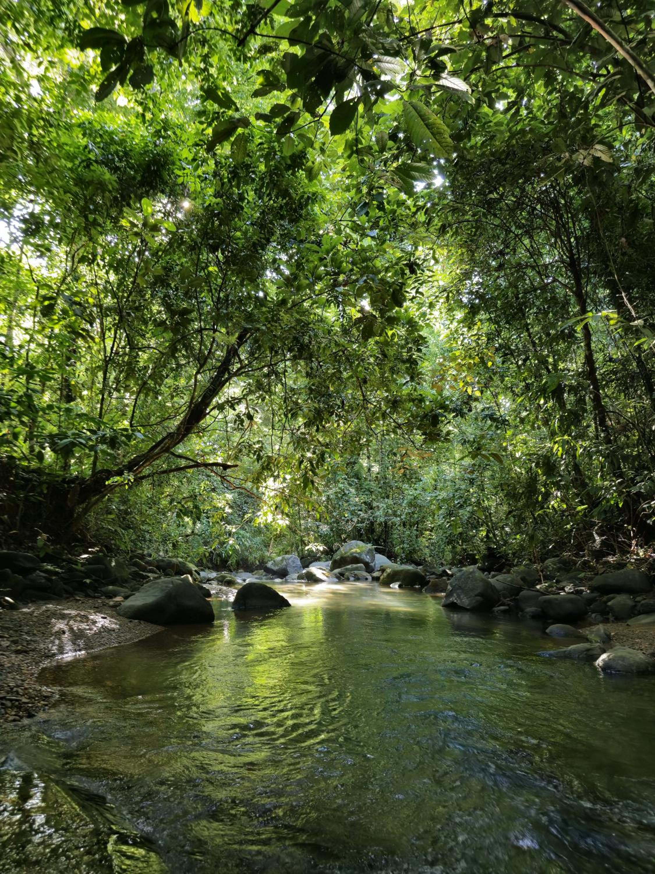 Cool Waters Jungle Camping