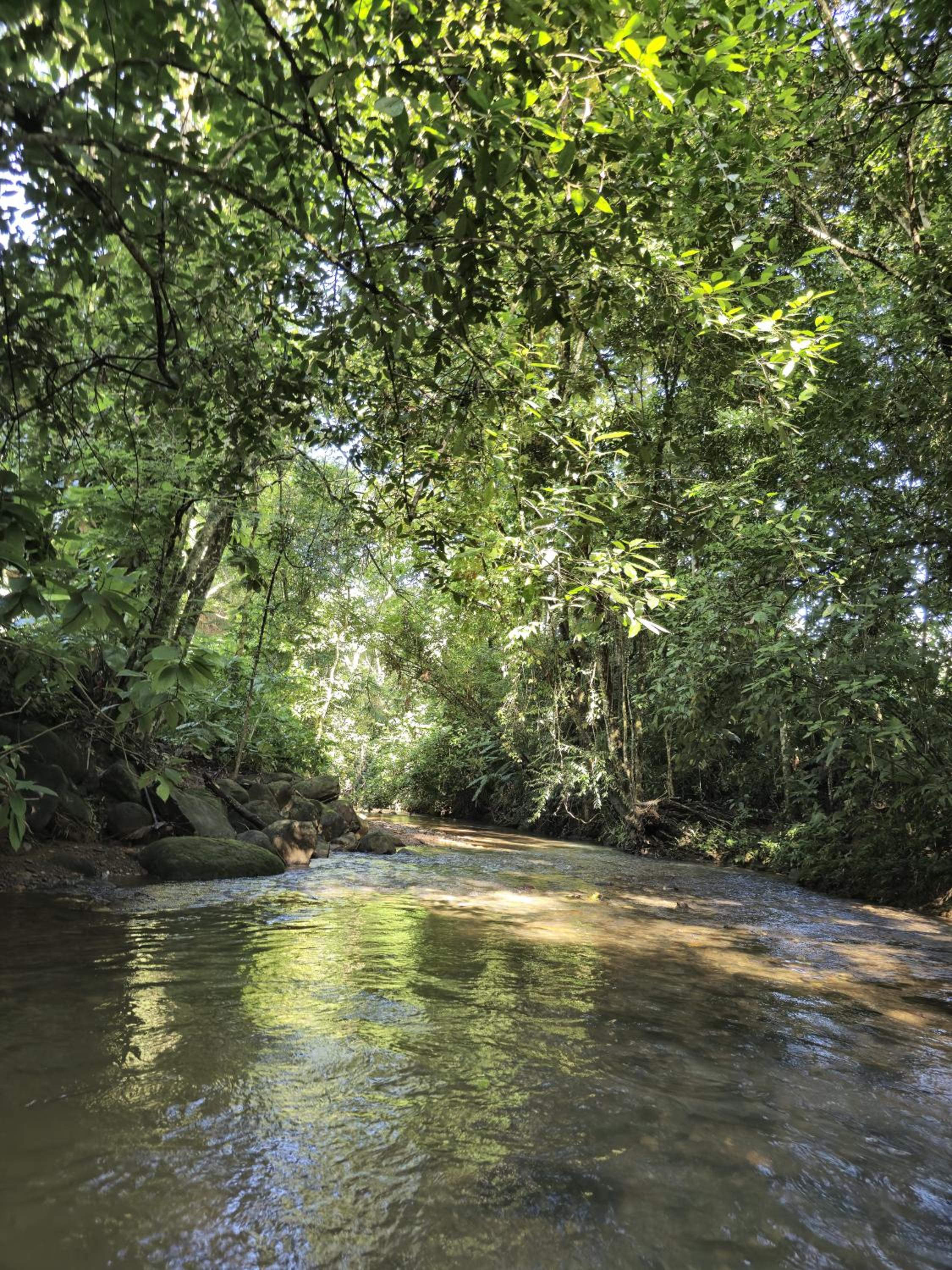 Cool Waters Jungle Camping