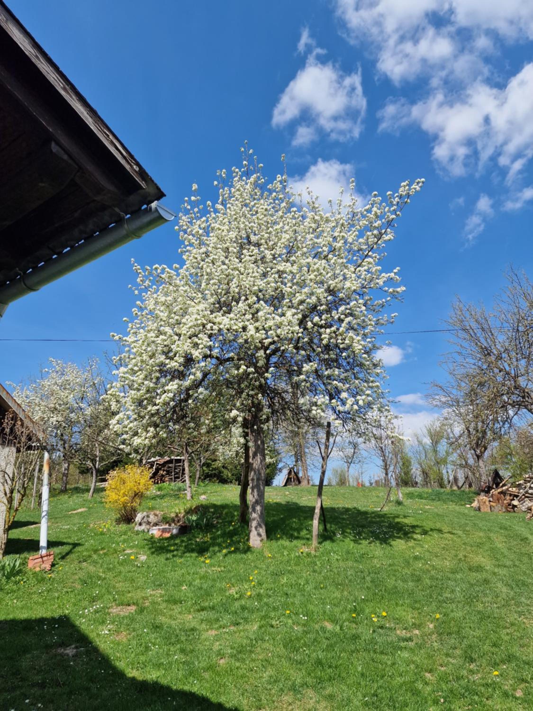 apartman Luisiana