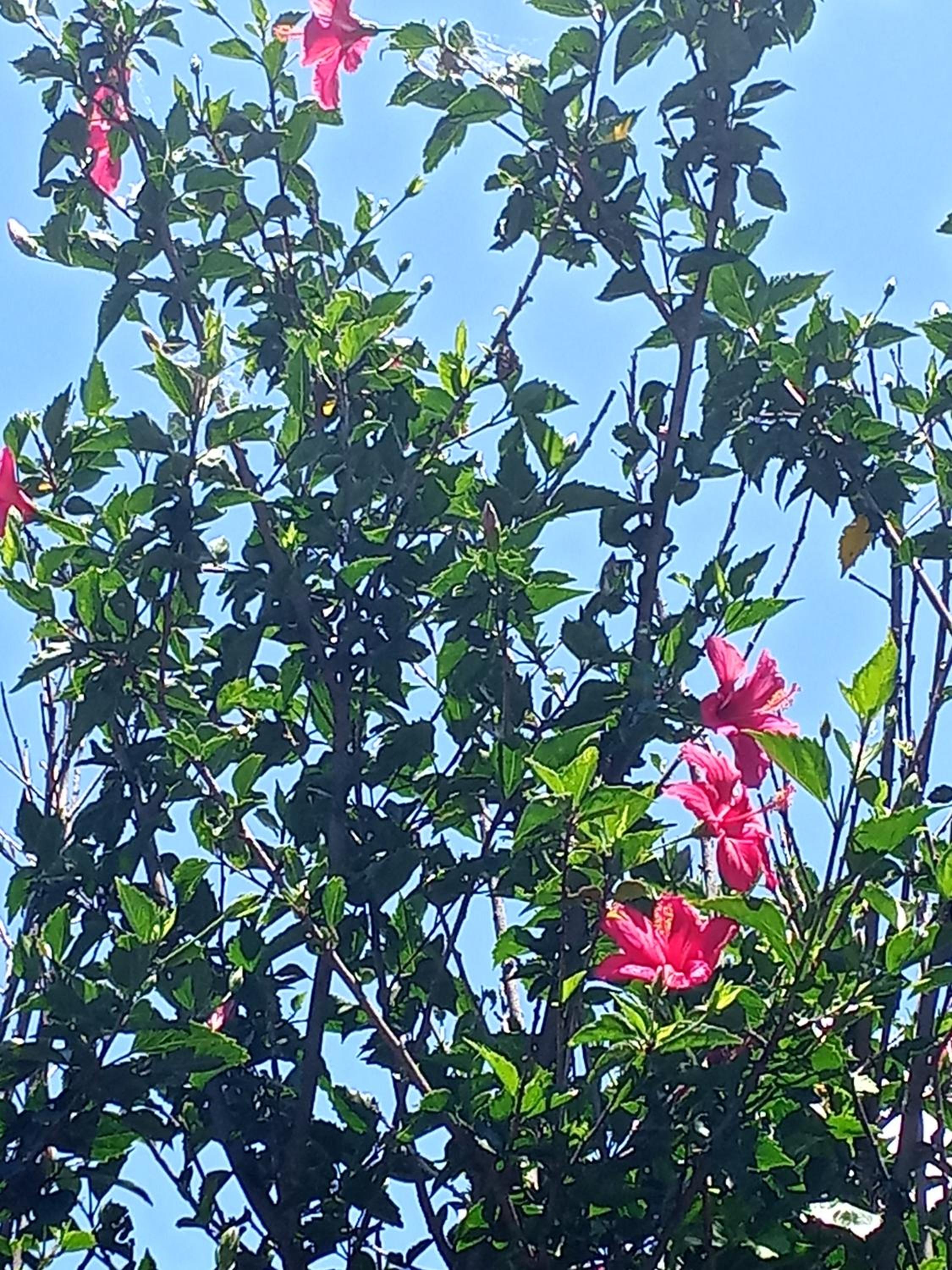 GARDEN HOLiDAY