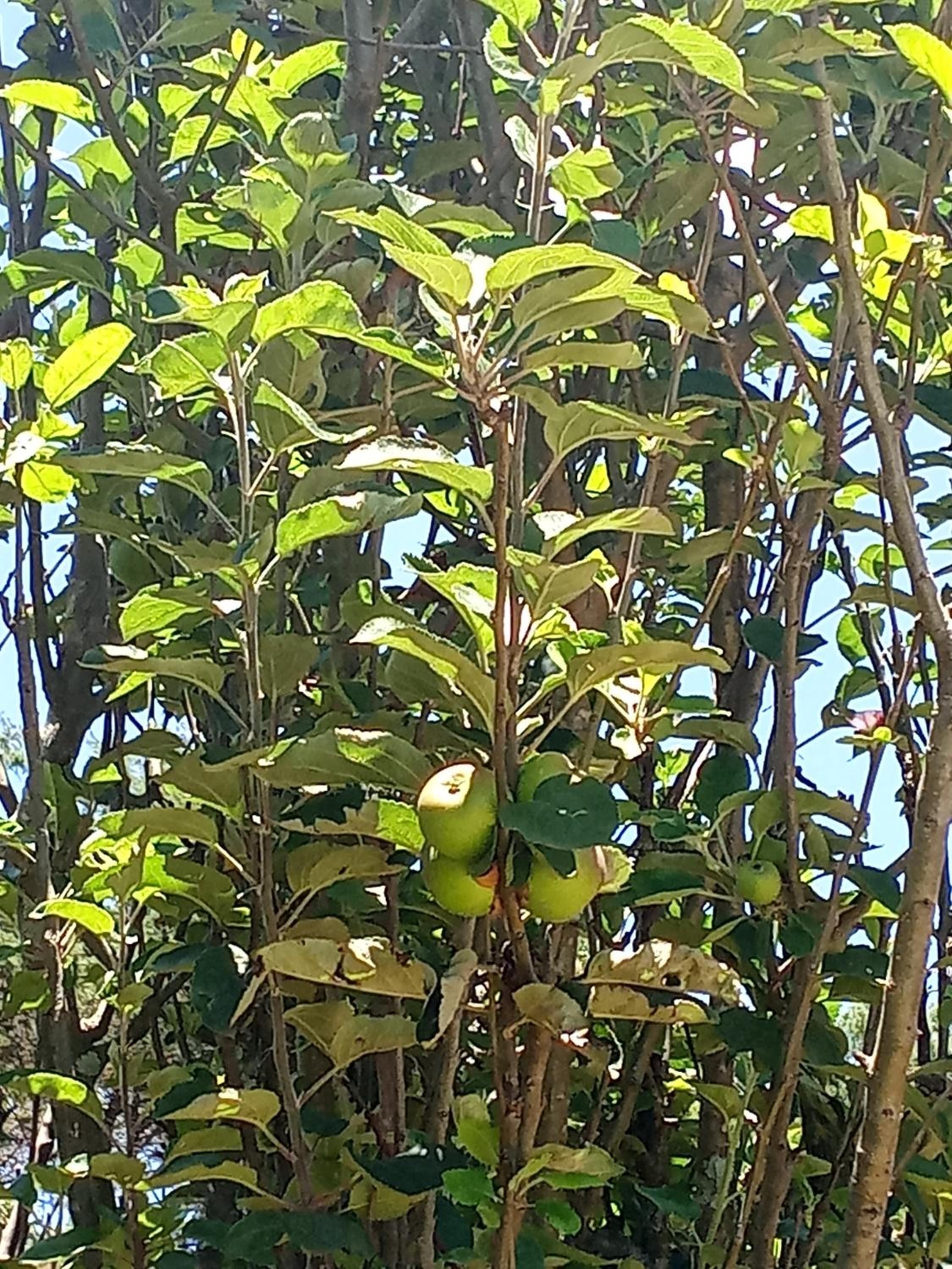 GARDEN HOLiDAY