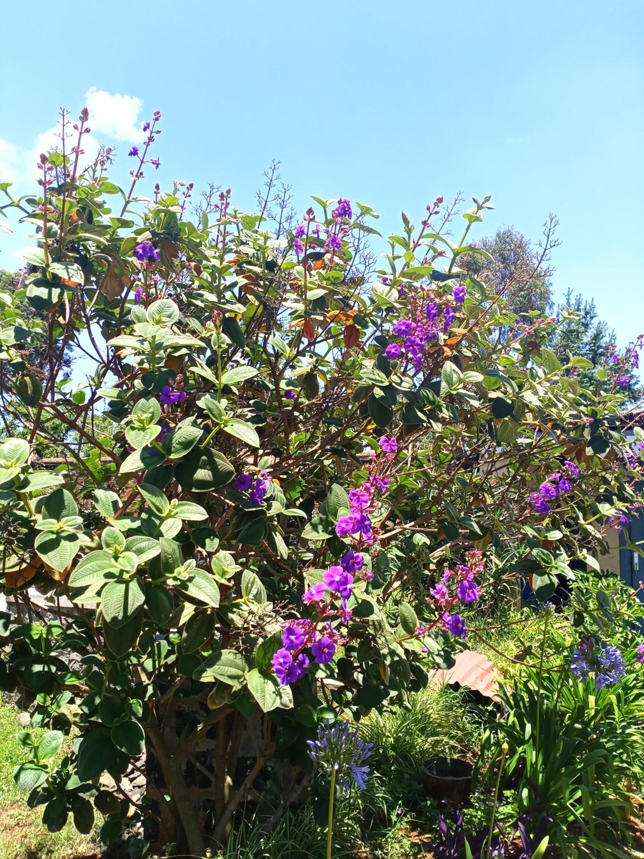 GARDEN HOLiDAY