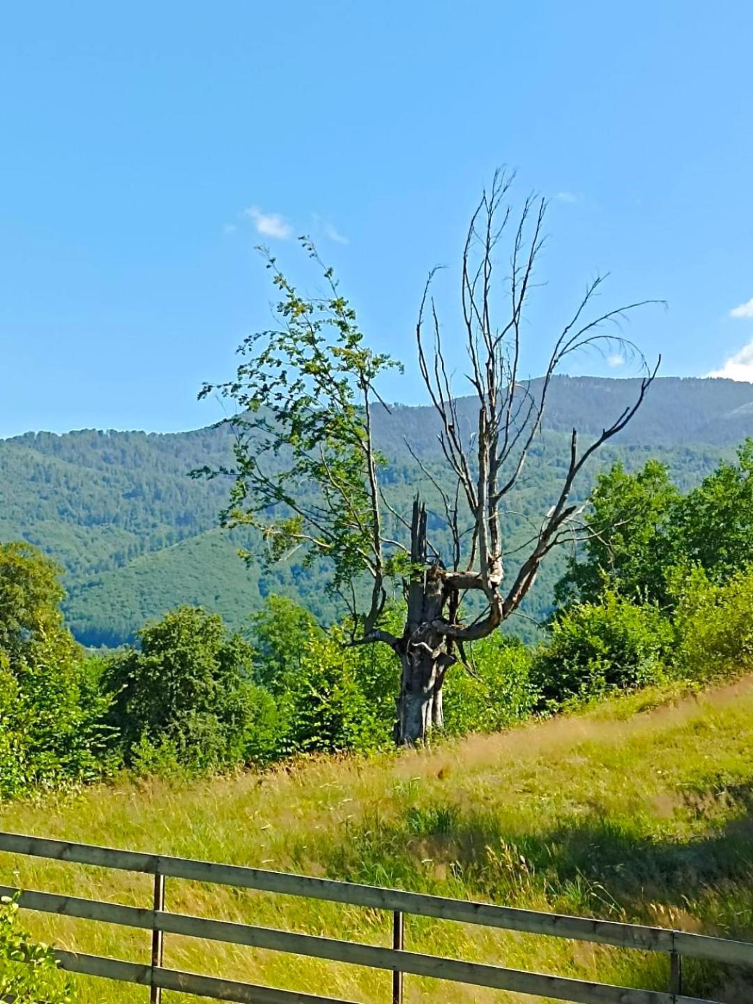 Poiana Cerbilor