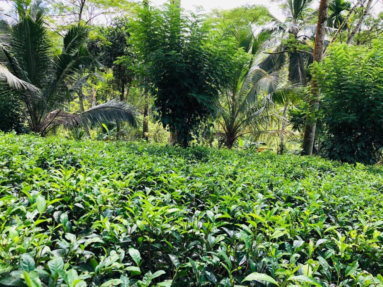 Marakanda tea banglow