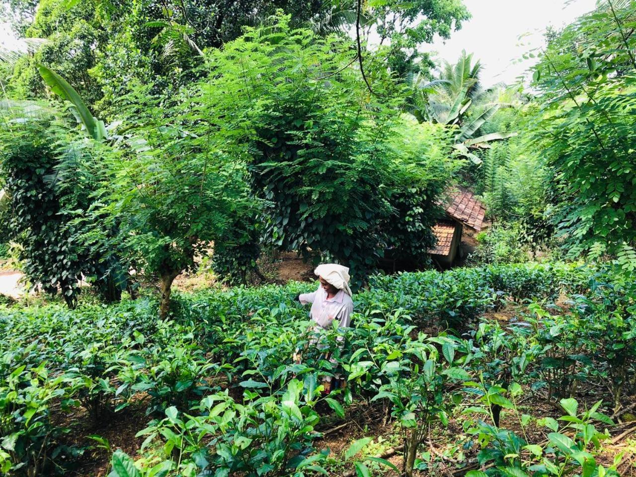 Marakanda tea banglow